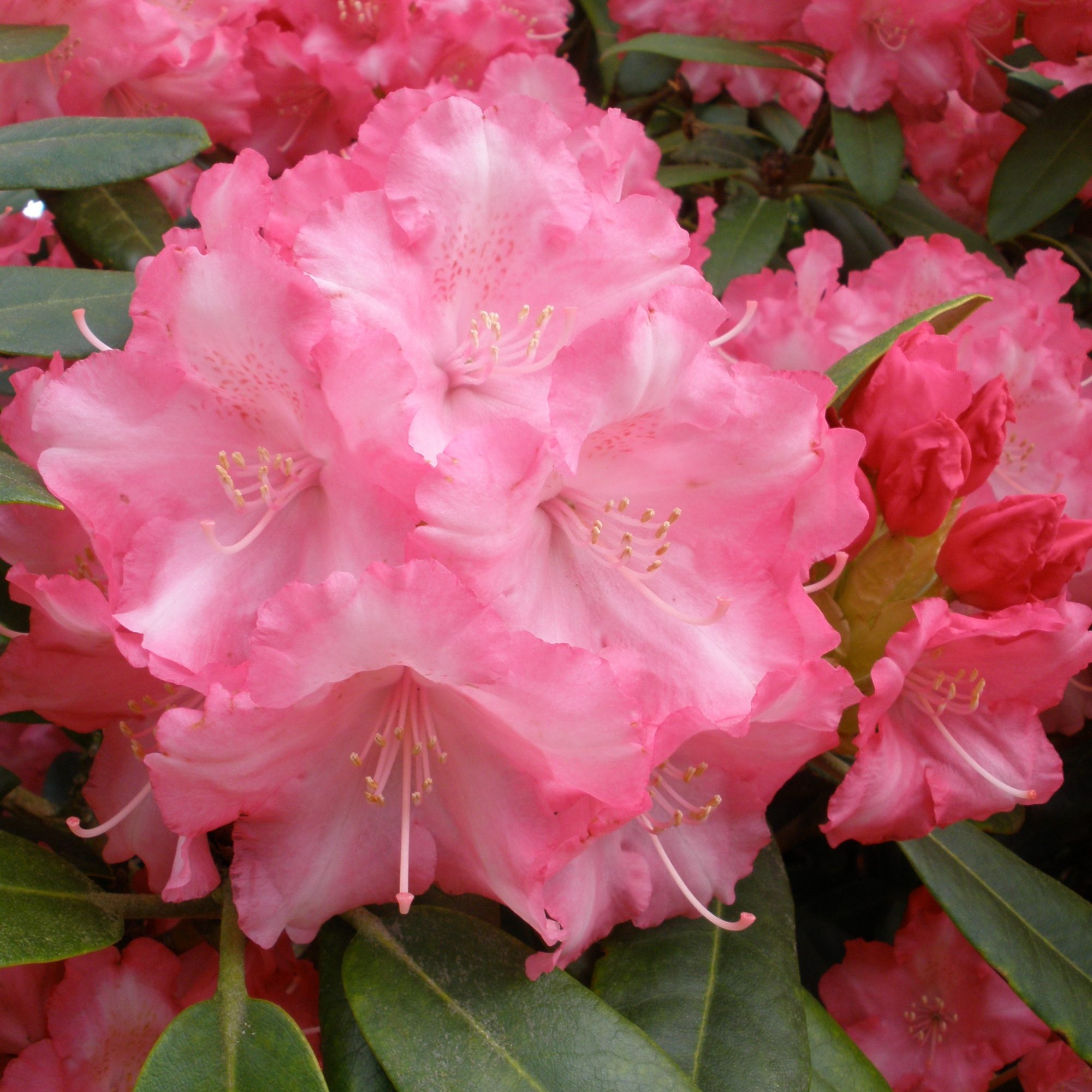 Rhododendron Marlis STANDARD - Buy Marlis Standard Rhododendrons ...