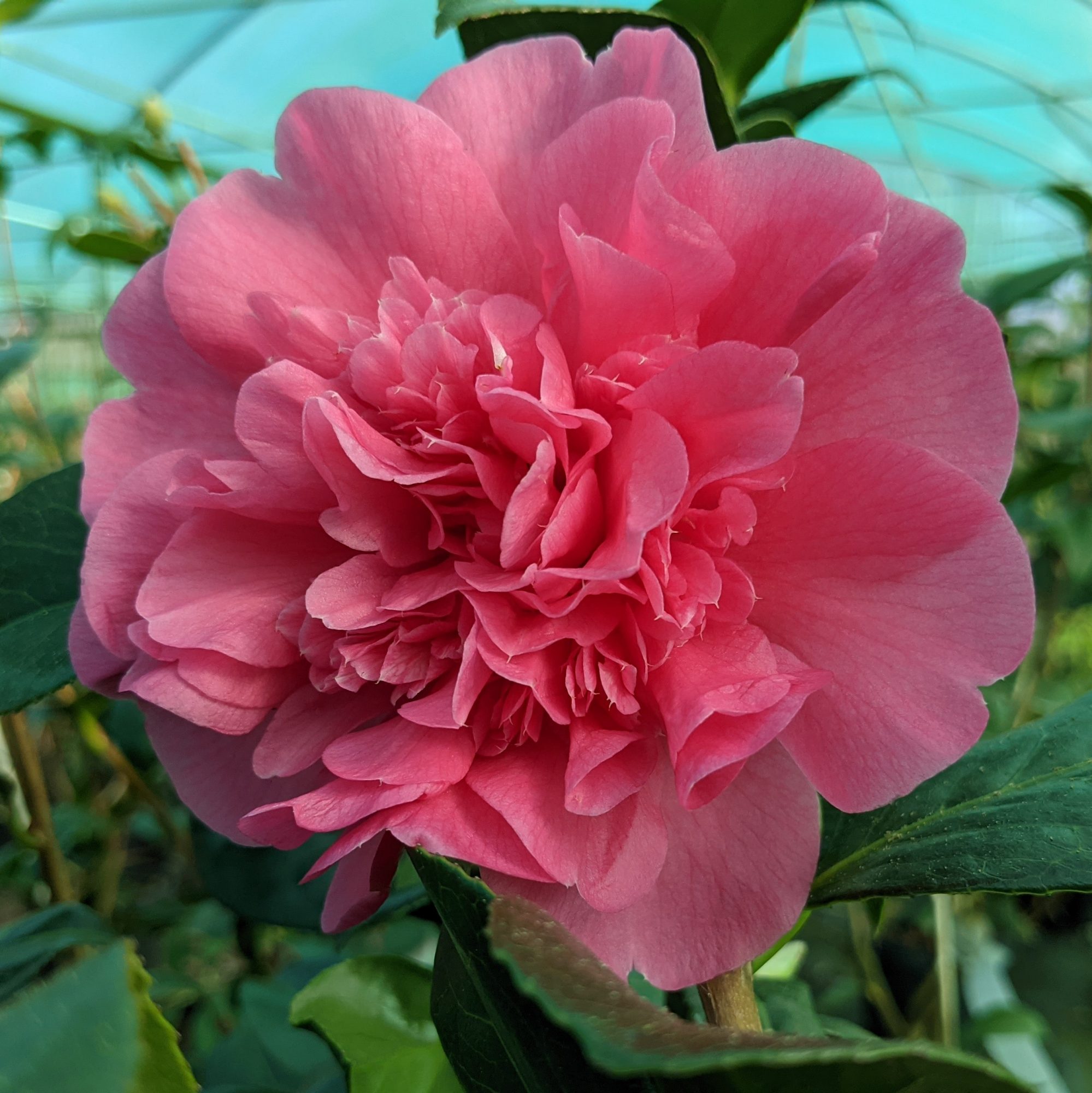 Camellia x williamsii 'Anticipation' - Buy Anticipation Camellias ...