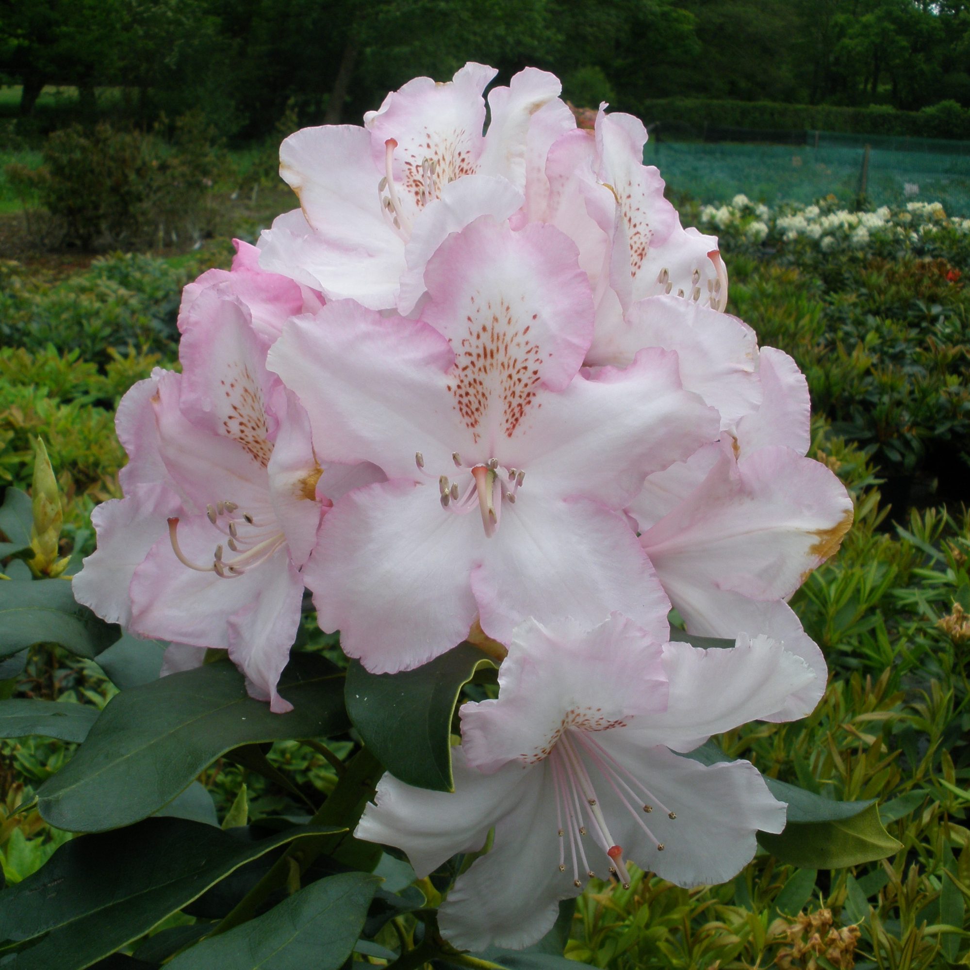 Rhododendron Mrs Charles Pearson Agm Millais Nurseries