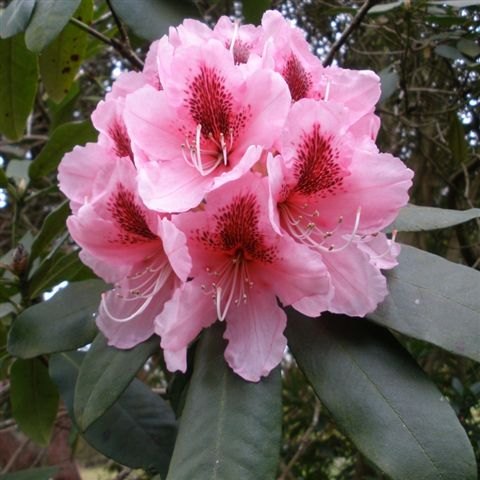 Rhododendron Mrs G.W. Leak - Buy Mrs G.W. Leak Rhododendrons Online ...