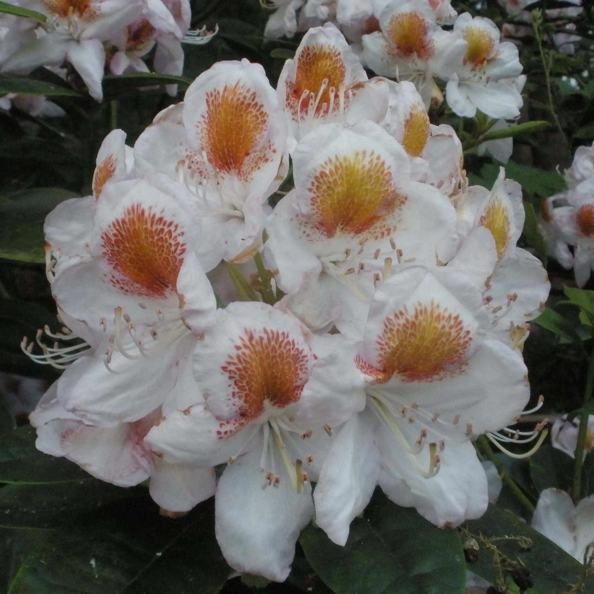 Rhododendron Mrs T H Lowinsky Buy Mrs T H Lowinsky Rhododendrons Millais Nurseries