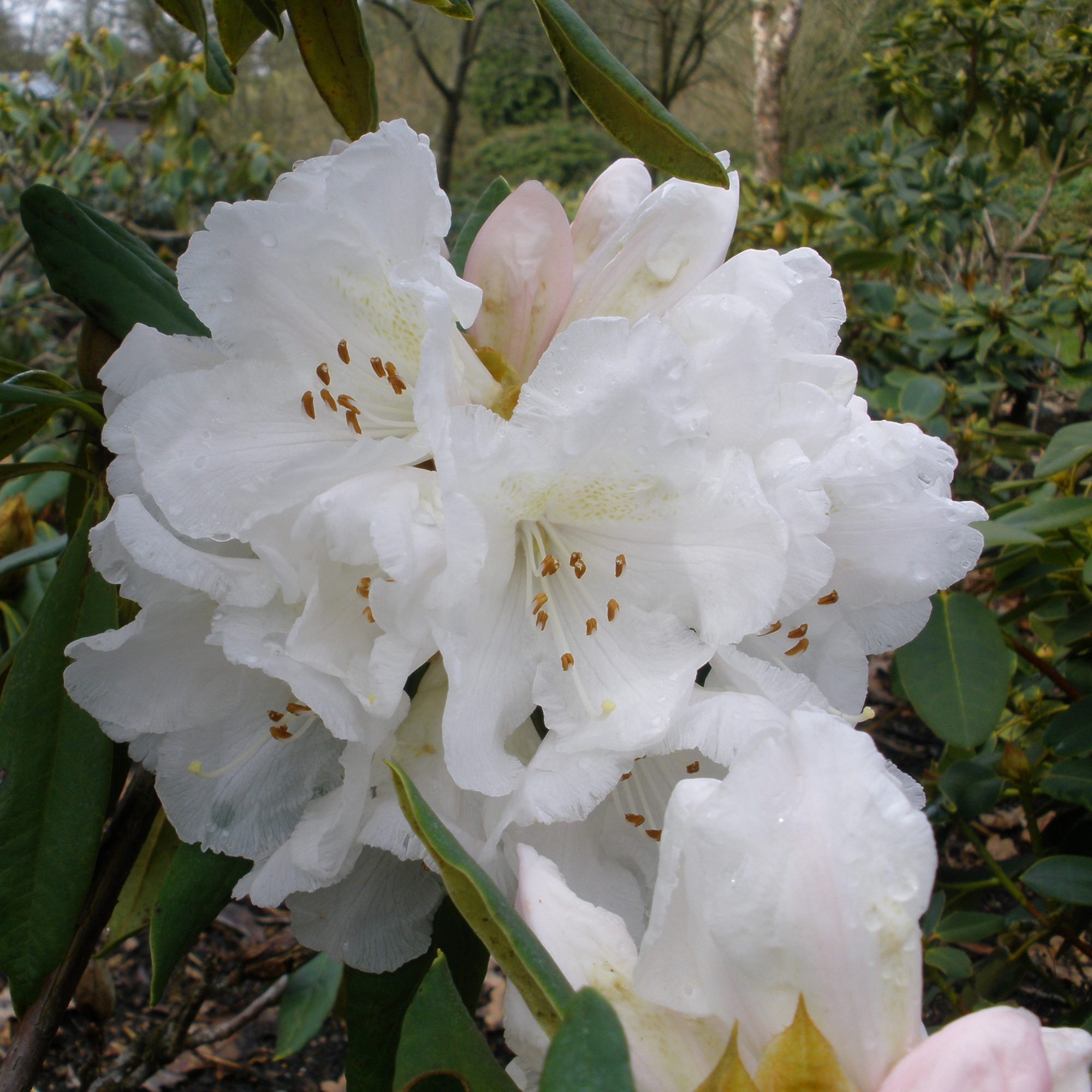 Rhododendron Nobleanum Album - Buy Nobleanum Album Rhododendrons ...