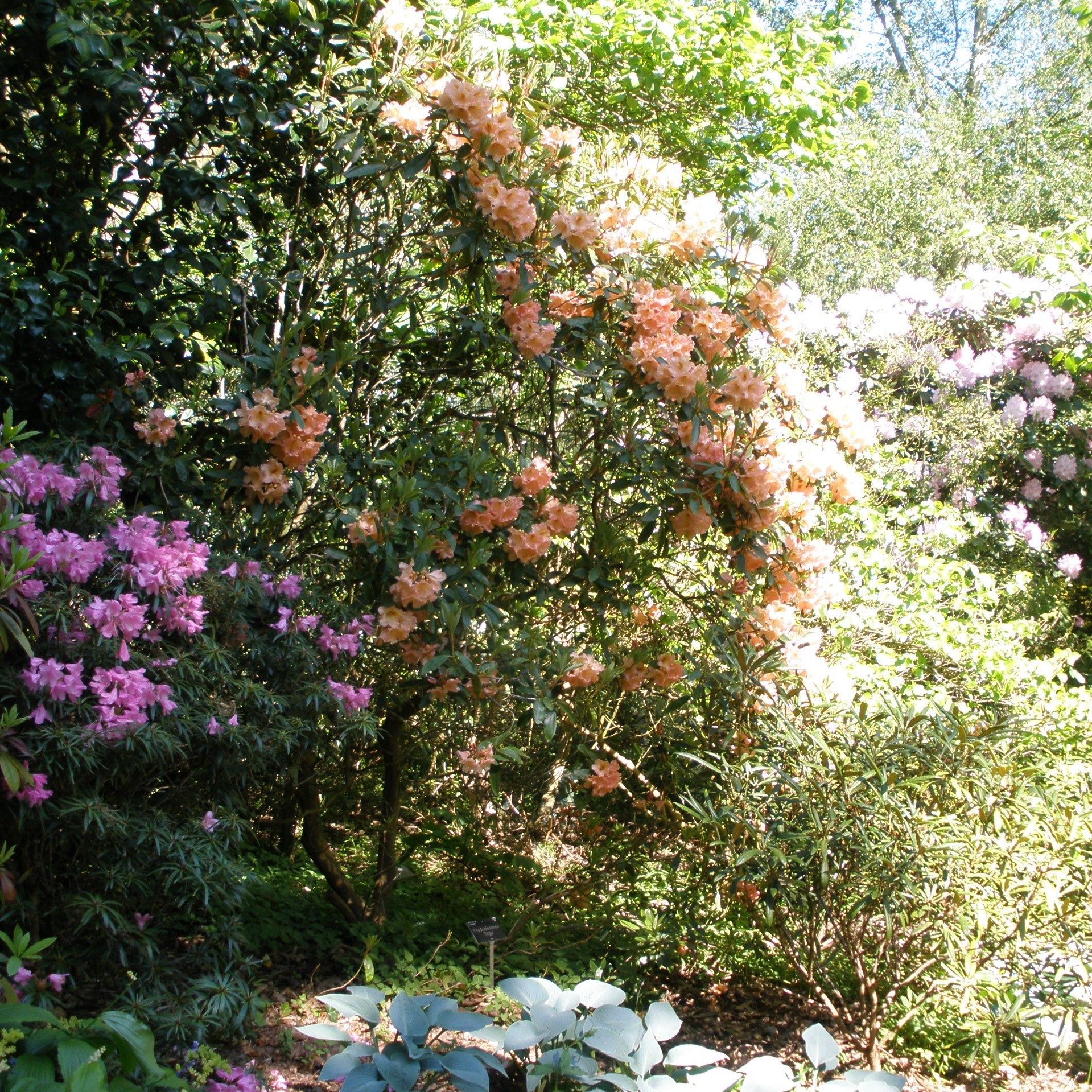 Rhododendron Olga AGM - Buy Olga Rhododendrons Online - Millais Nurseries