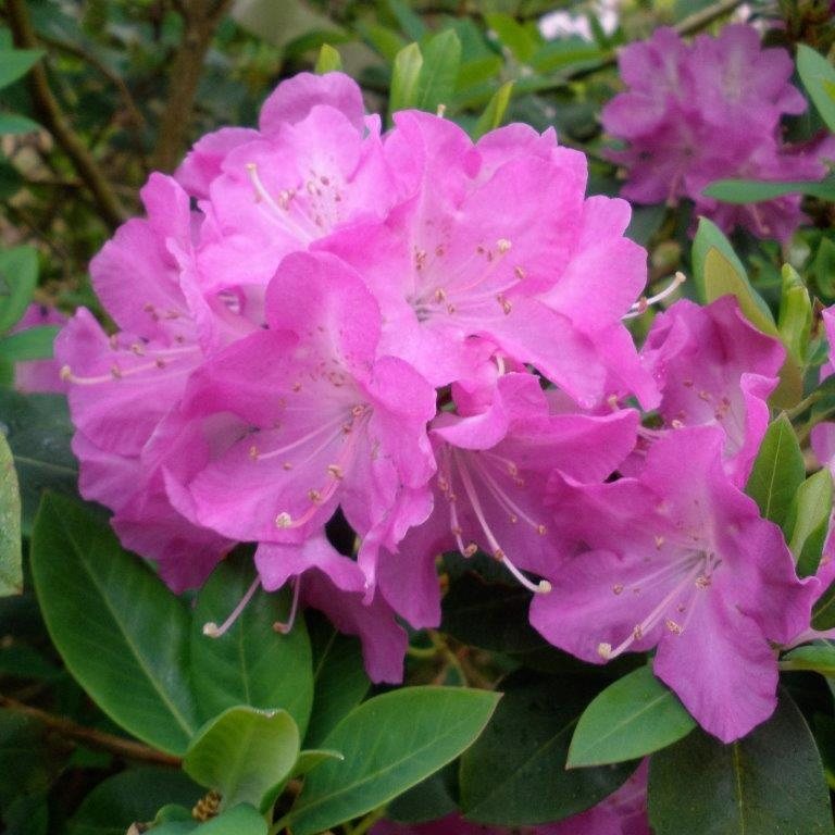 Rhododendron oreotrephes 'Pentland' AGM - Buy oreotrephes 'Pentland ...