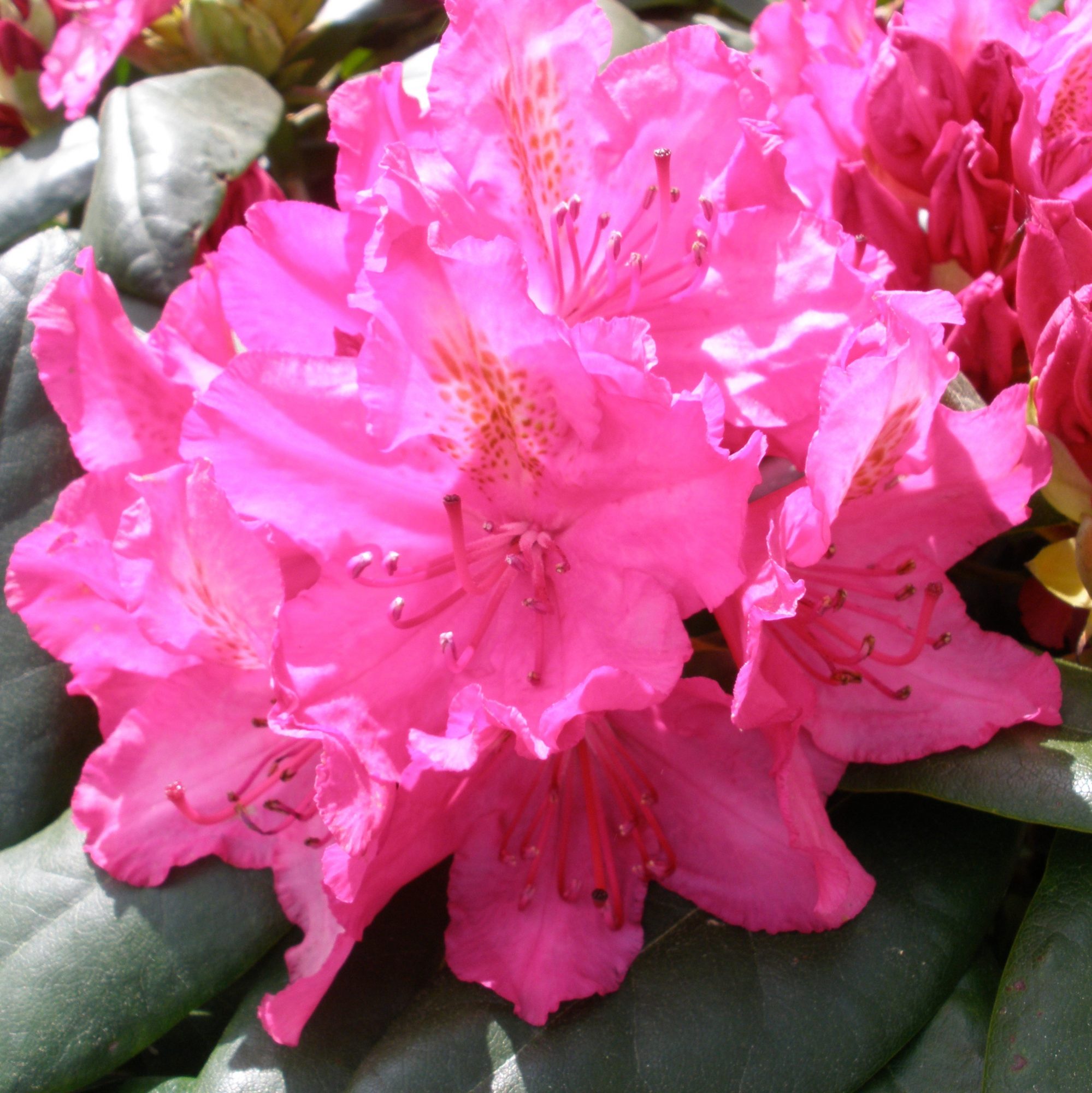 Rhododendron Pearce's American Beauty, American Beauty Rhododendrons ...