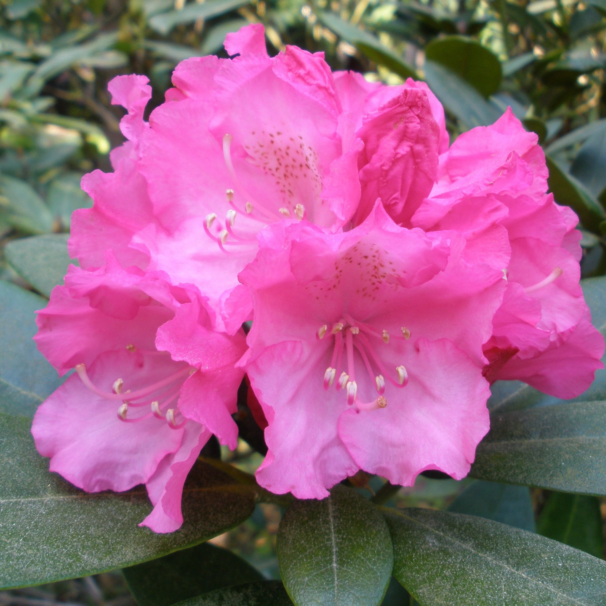 Rhododendron Polaris Inkarho - Buy Polaris Inkarho Rhododendrons Online ...