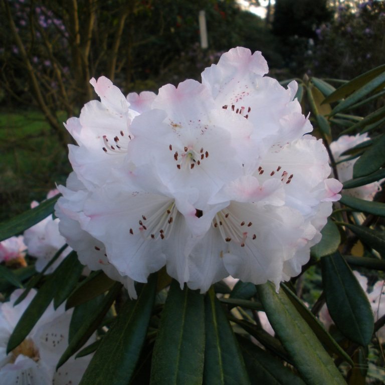 Rhododendron Queenswood Centenary - Queenswood Centenary Rhododendron ...