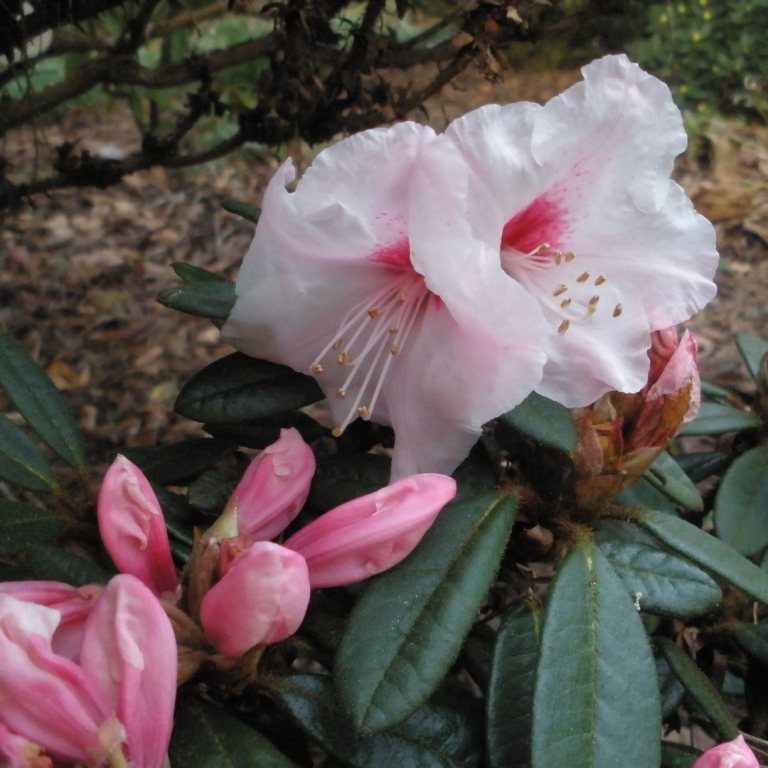 Rhododendron recurvoides - Buy recurvoides Rhododendrons Online ...