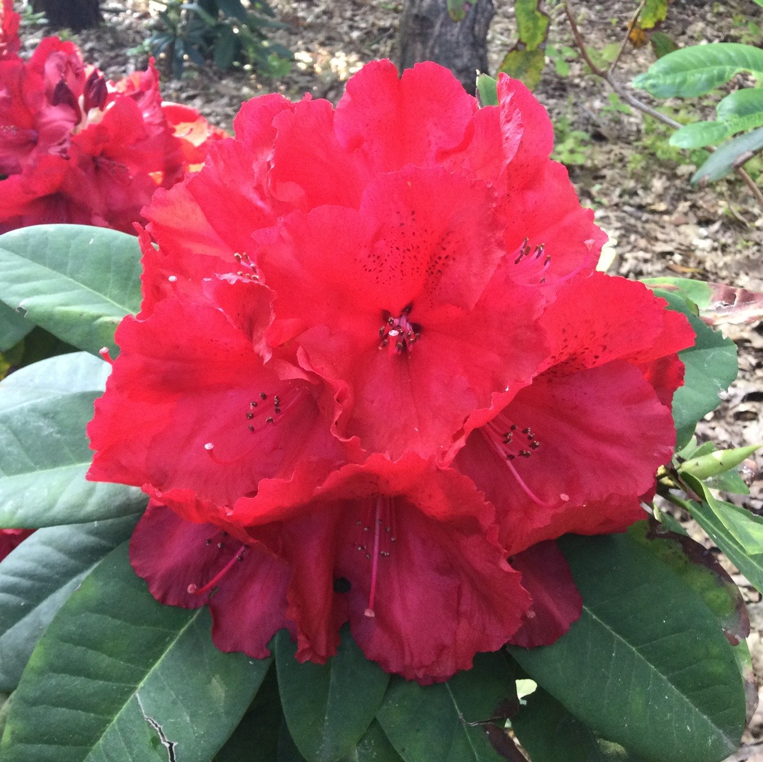 Buy Red Jack - Red Jack Rhododendron online - Millais Nurseries