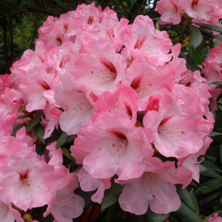 Renoir Rhododendron AGM - Buy Renoir yakushimanum Rhododendrons online ...