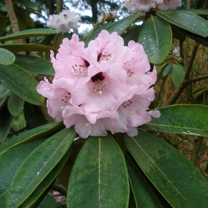 Rhododendron rex Ssp. fictolacteum AGM - Buy Rhododendron rex online ...