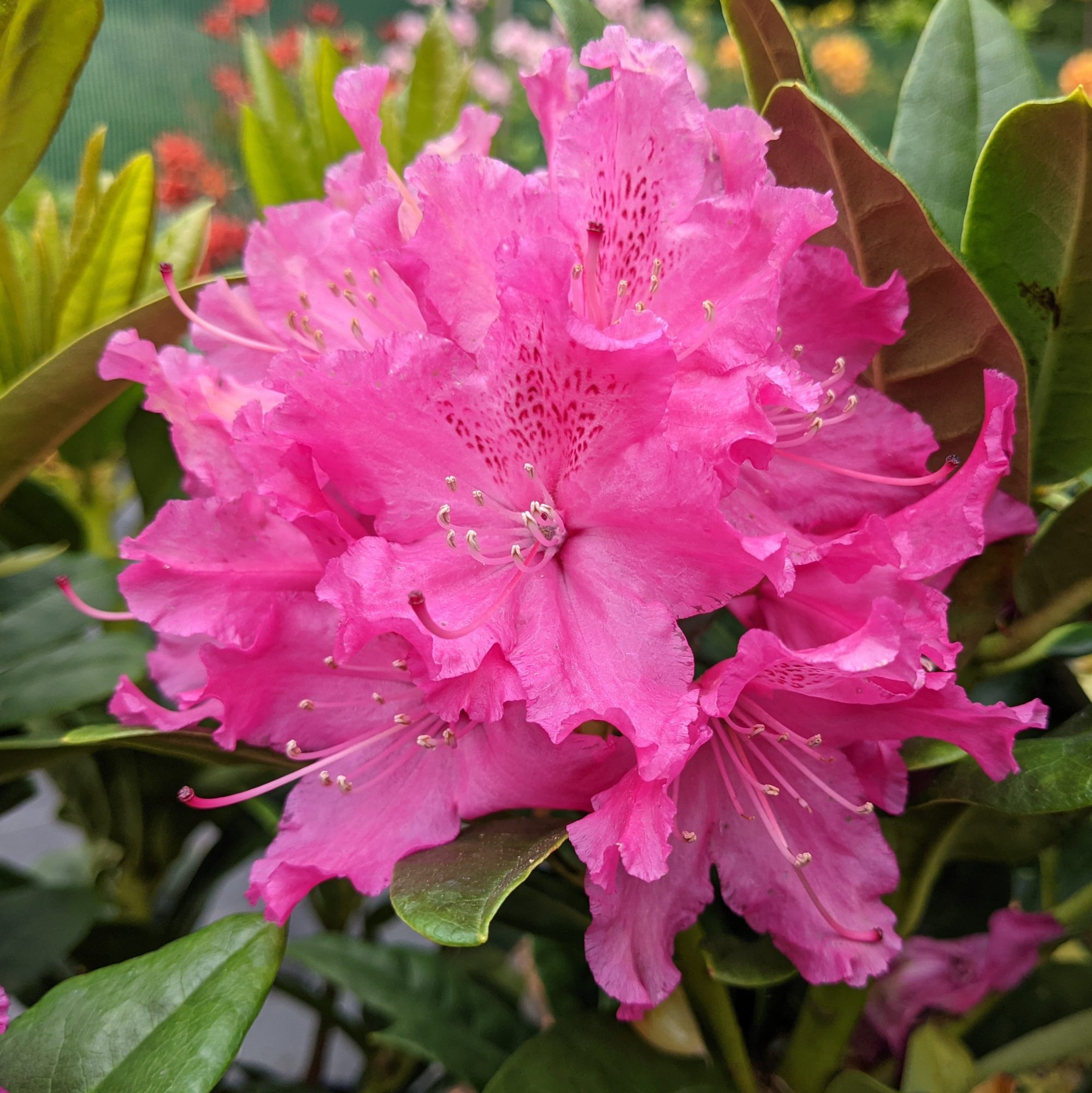 Rhododendron Rocket - Buy Rocket Rhododendrons Online - Millais Nurseries