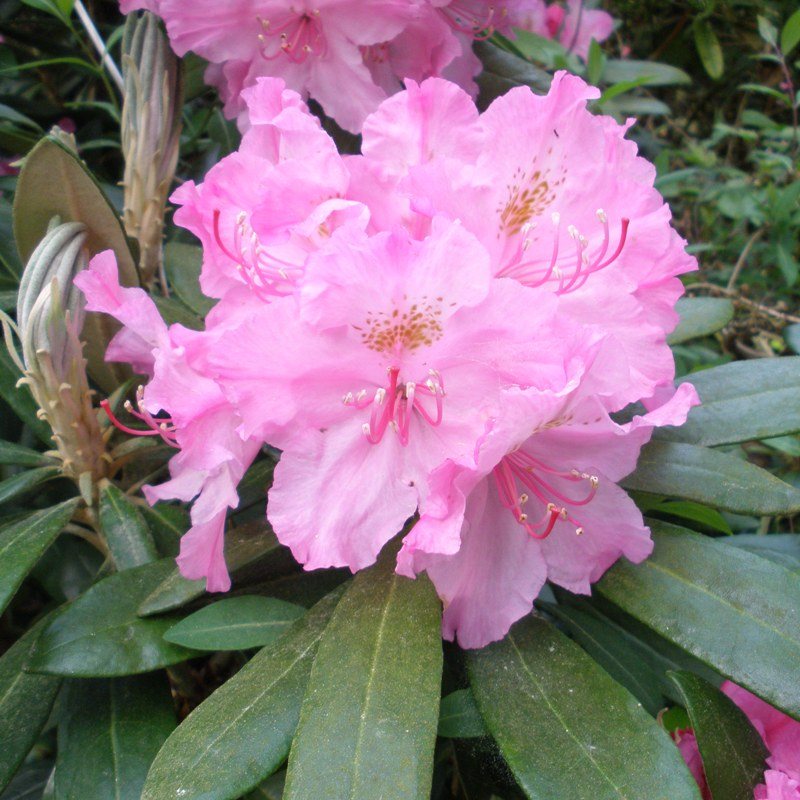 Rhododendron smirnowii - Buy smirnowii Rhododendrons Online - Millais ...