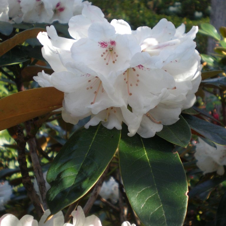 Rhododendron Traillianum - Buy Traillianum Rhododendrons Online 