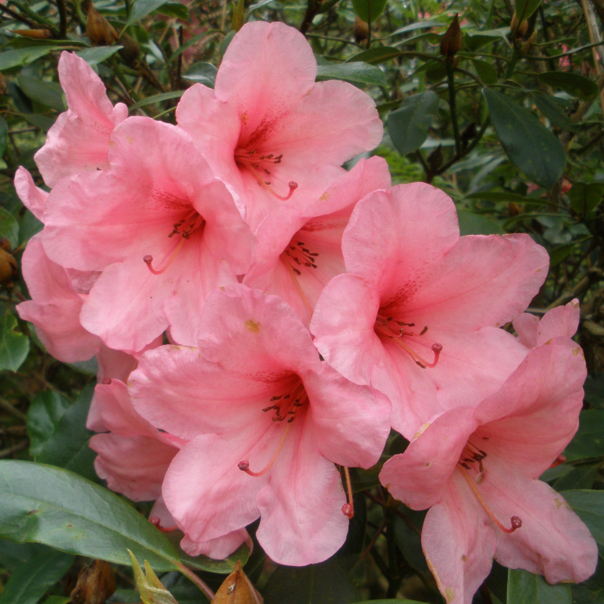 Rhododendron Vanessa - Buy Vanessa Rhododendrons Online - Millais Nurseries