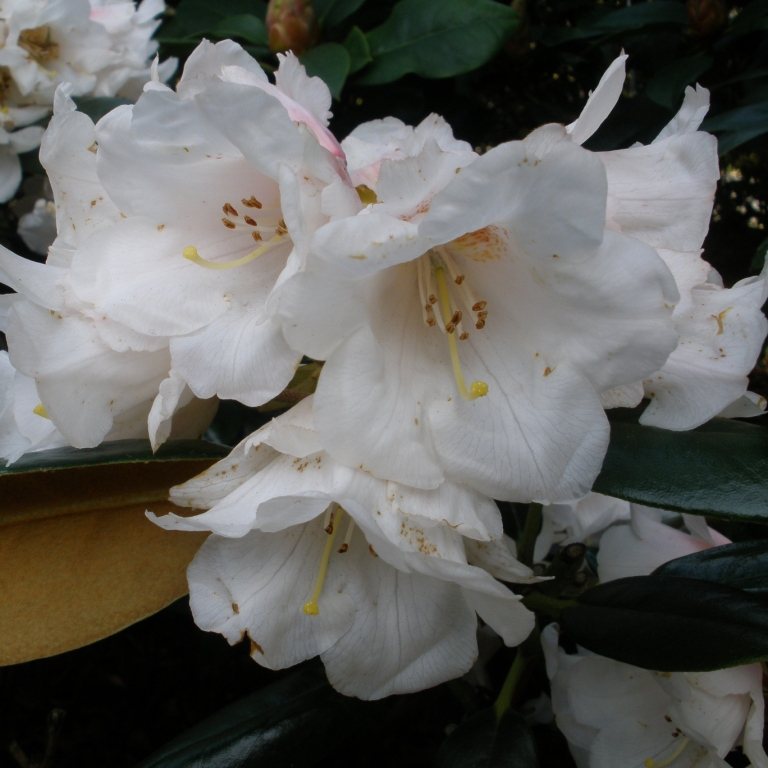 Rhododendron Wanna Bee - Buy Wanna Bee Rhododendrons online - Millais ...