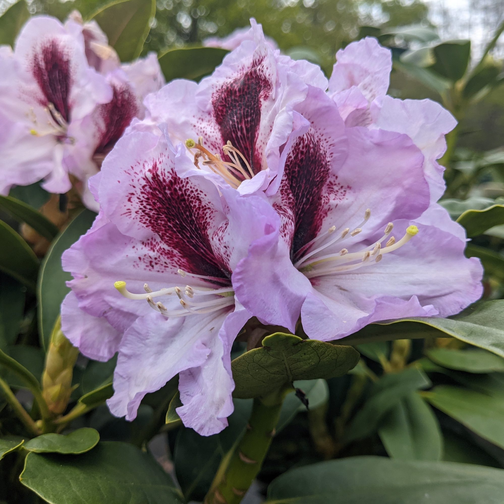 Rhododendron Maroon Sappho - Tall Hybrid Rhododendrons - Millais Nurseries