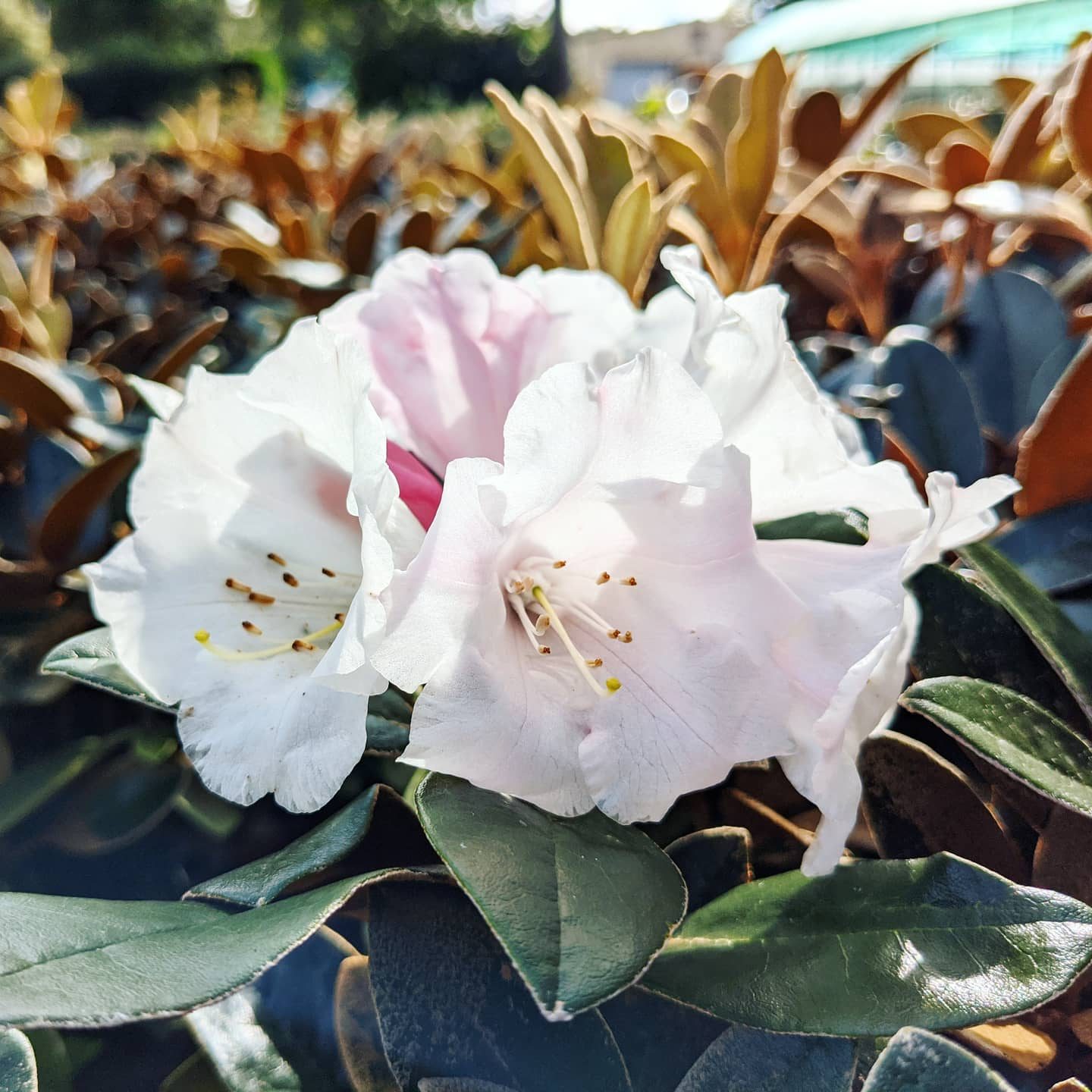 Cool Rhododendron Queen Bee