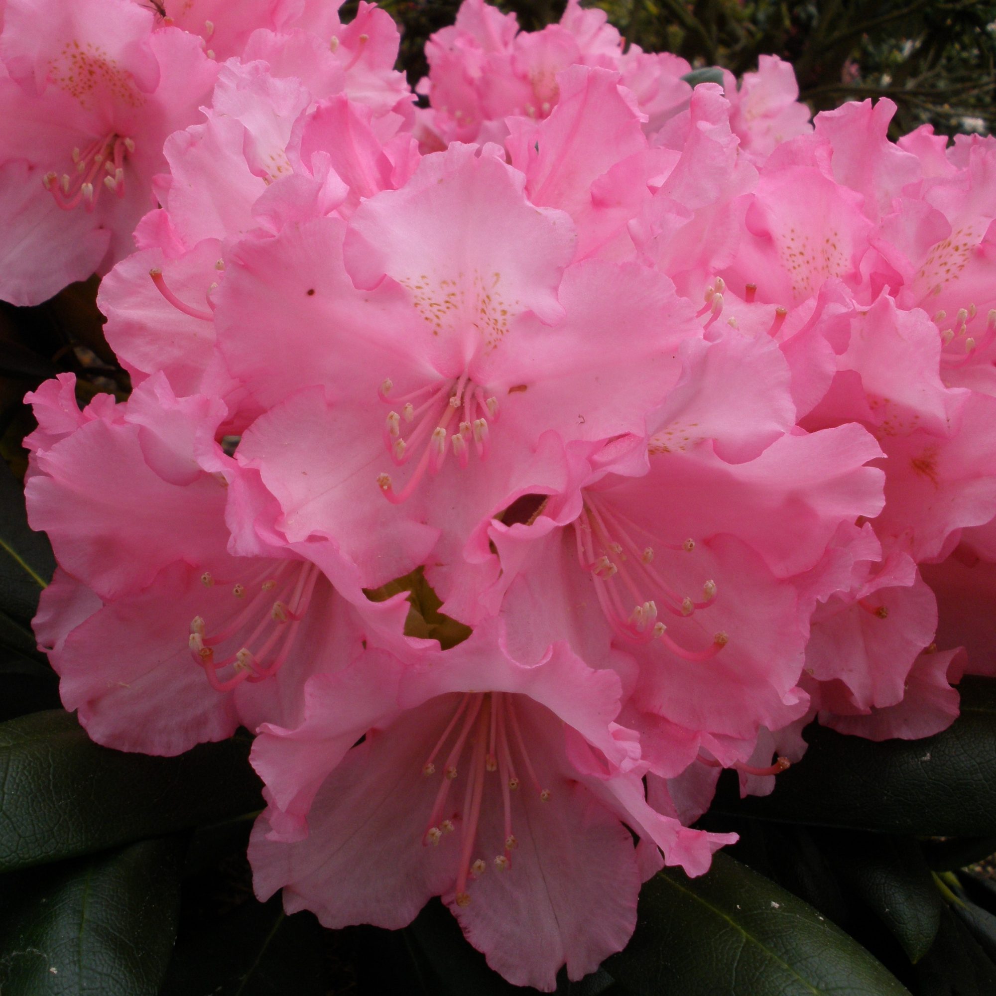 Rhododendron Kalinka STANDARD - Standards - Millais Nurseries