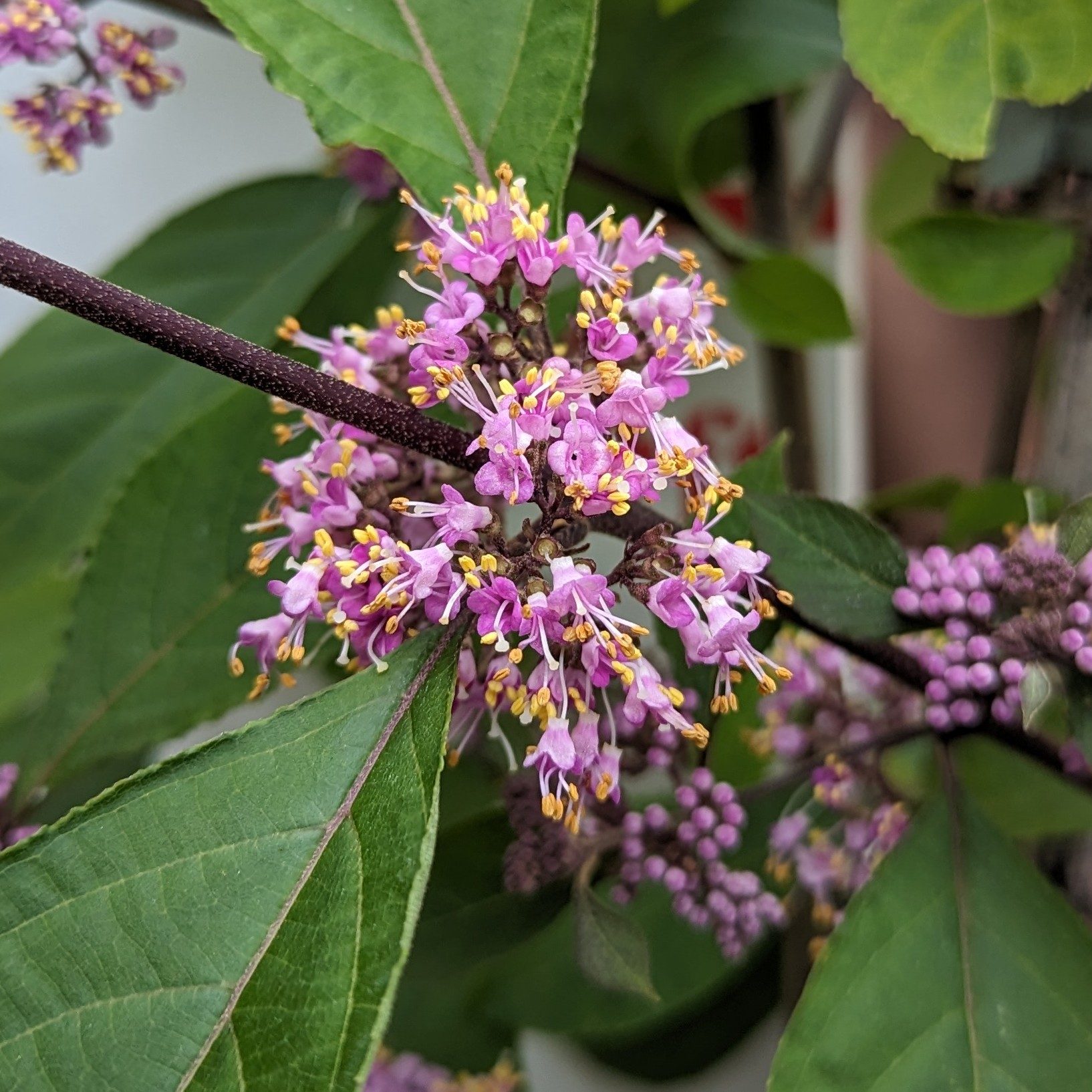 Callicarpa Bodinieri Profusion Agm Choice Plants Millais Nurseries