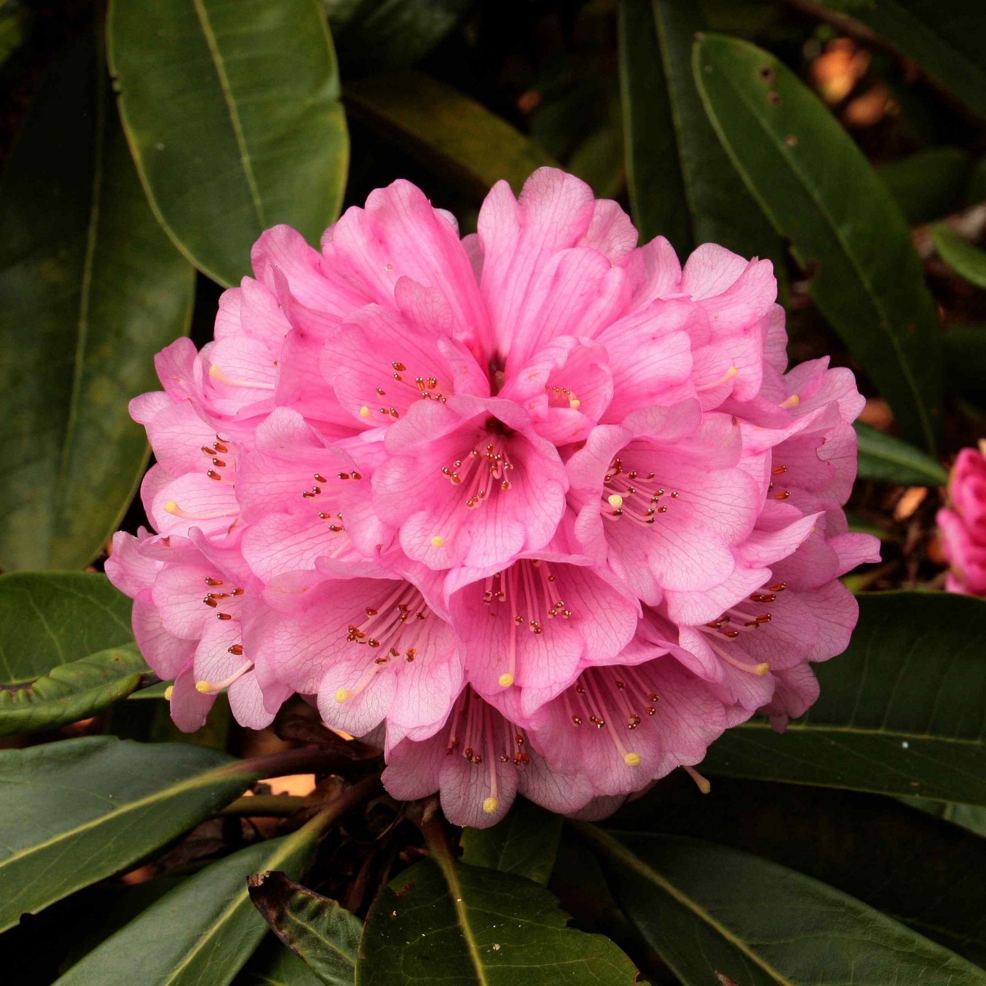 Rhododendron puderosum - Big Leaved Rhododendrons - Millais Nurseries