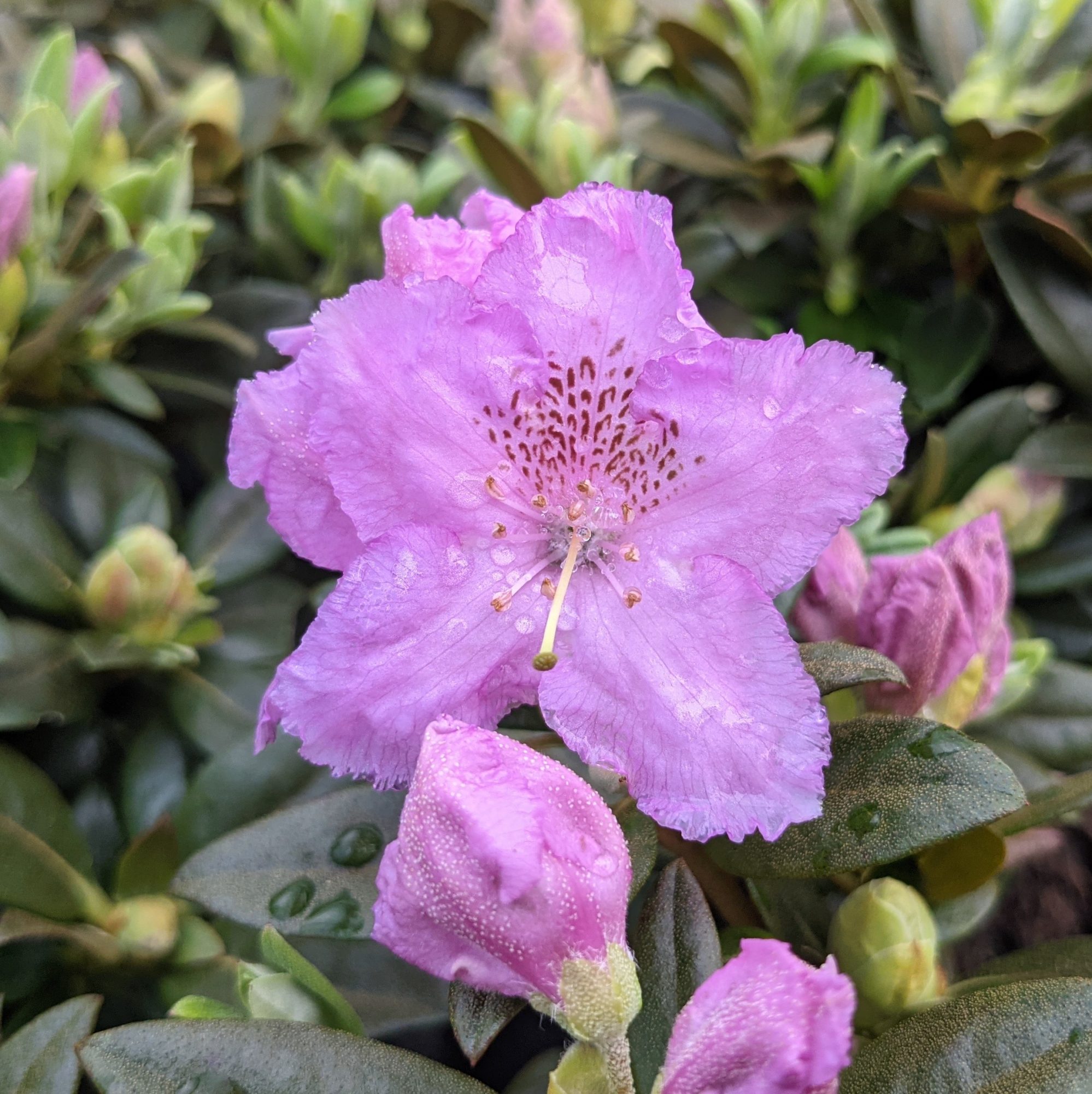 Dwarf Rhododendron Lavendula - Dwarf Rhododendrons - Millais Nurseries