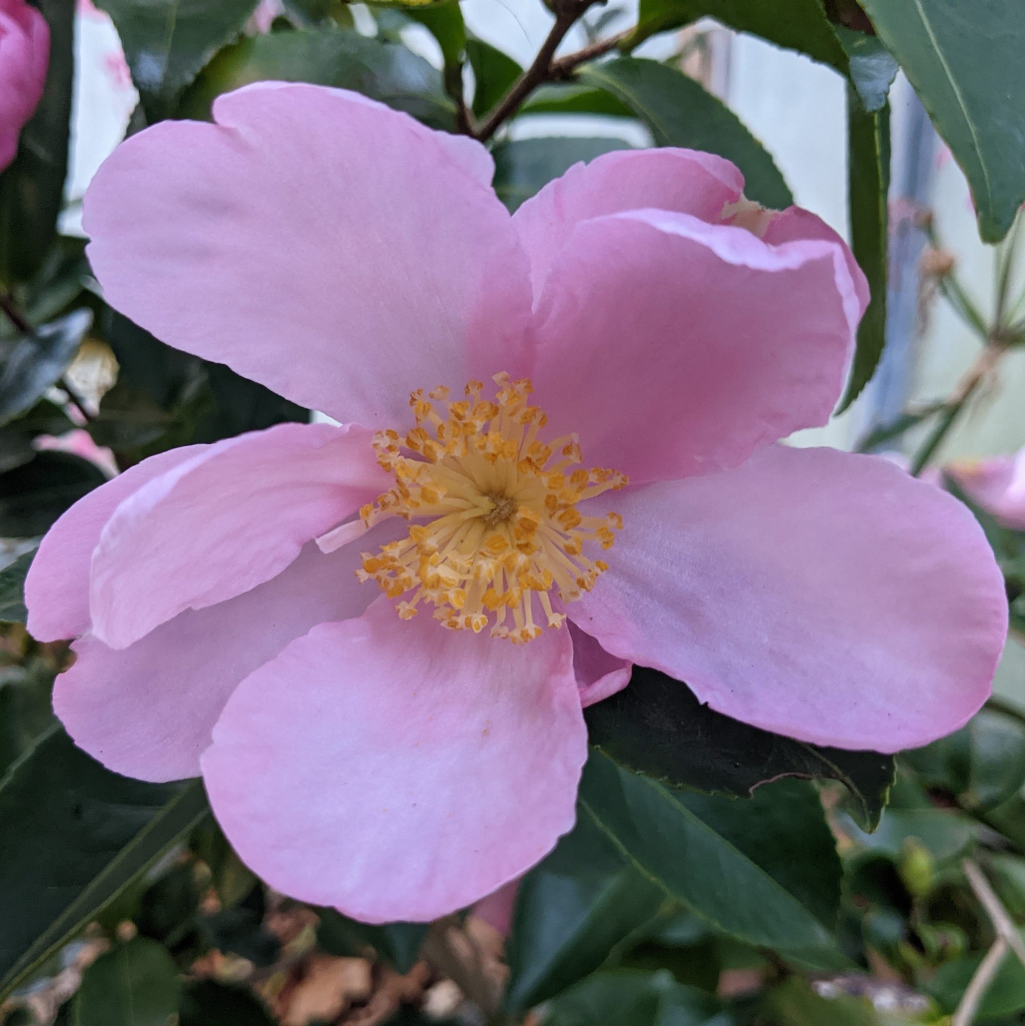 Camellia sasanqua 'Plantation Pink' - Camellias - Millais Nurseries