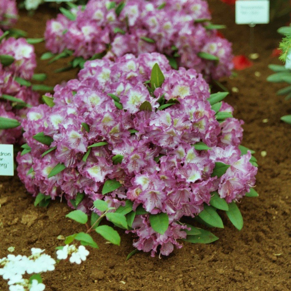 Rhododendron Lupinenberg Standard - Standards - Millais Nurseries