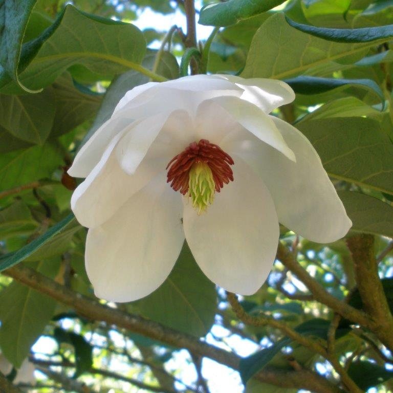 Magnolia sieboldii Colossus AGM - Magnolias - Millais Nurseries