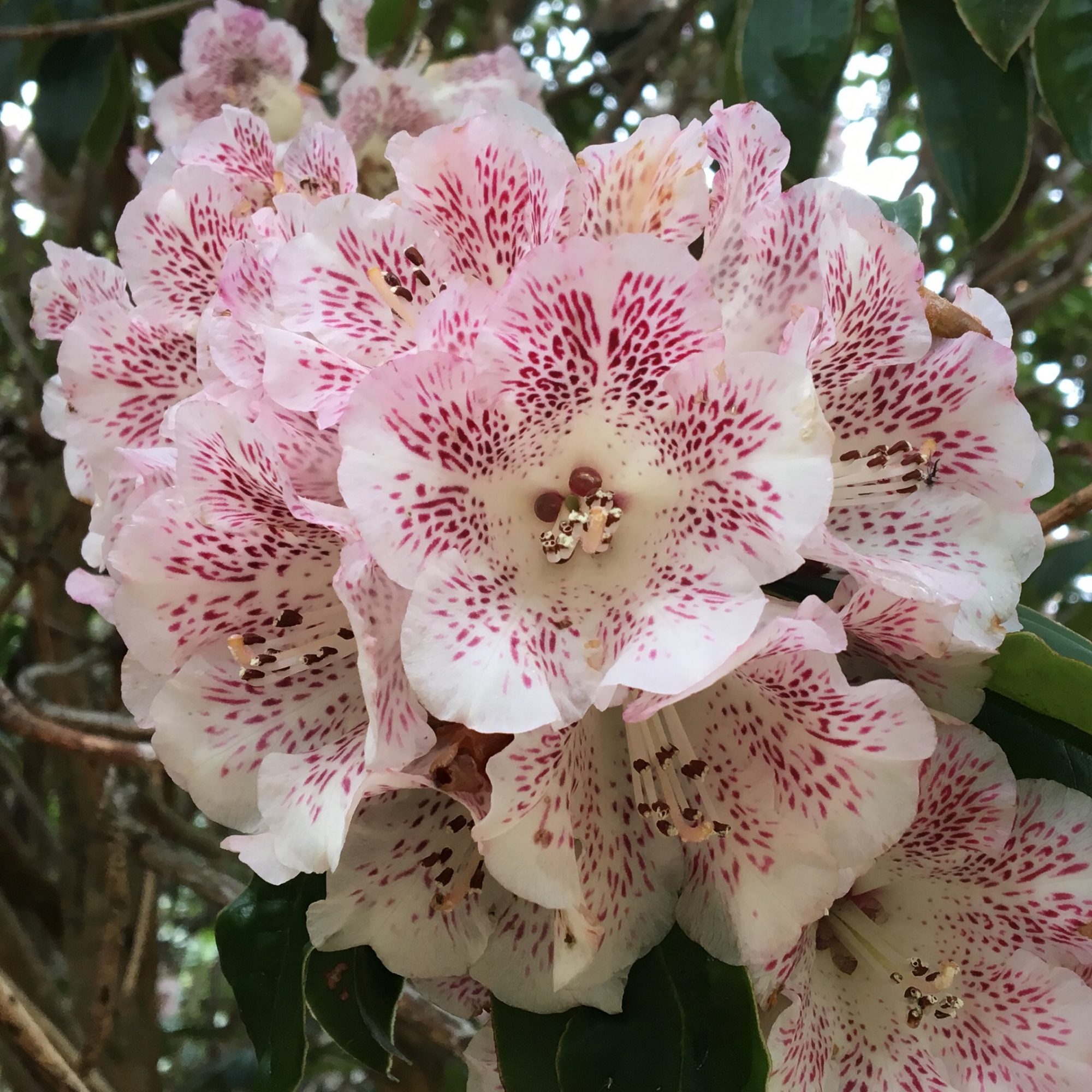 Rhododendron irroratum 'Polka Dot' BH2511 - Species Rhododendrons