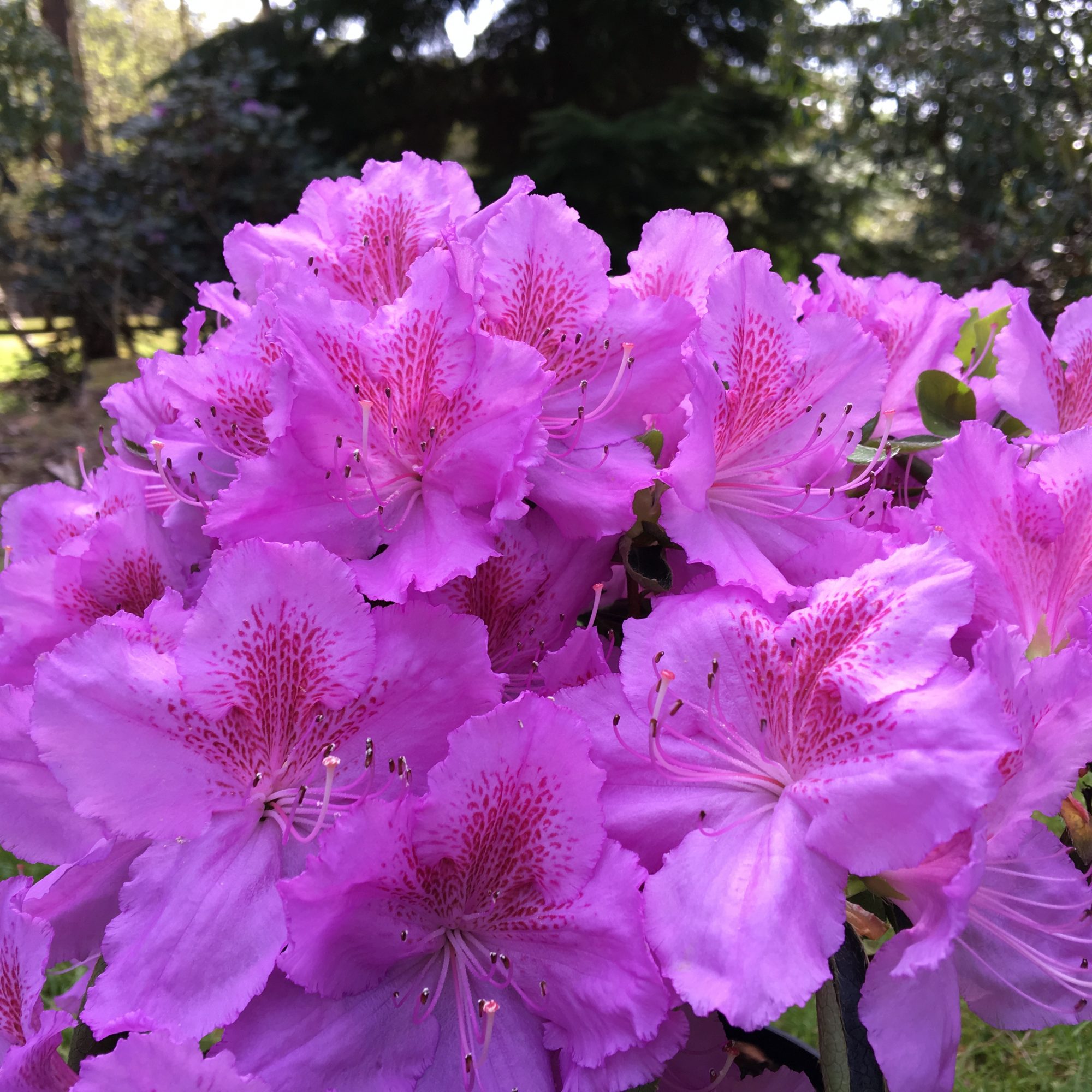 Evergreen Azalea Big Point - Evergreen Azaleas - Millais Nurseries