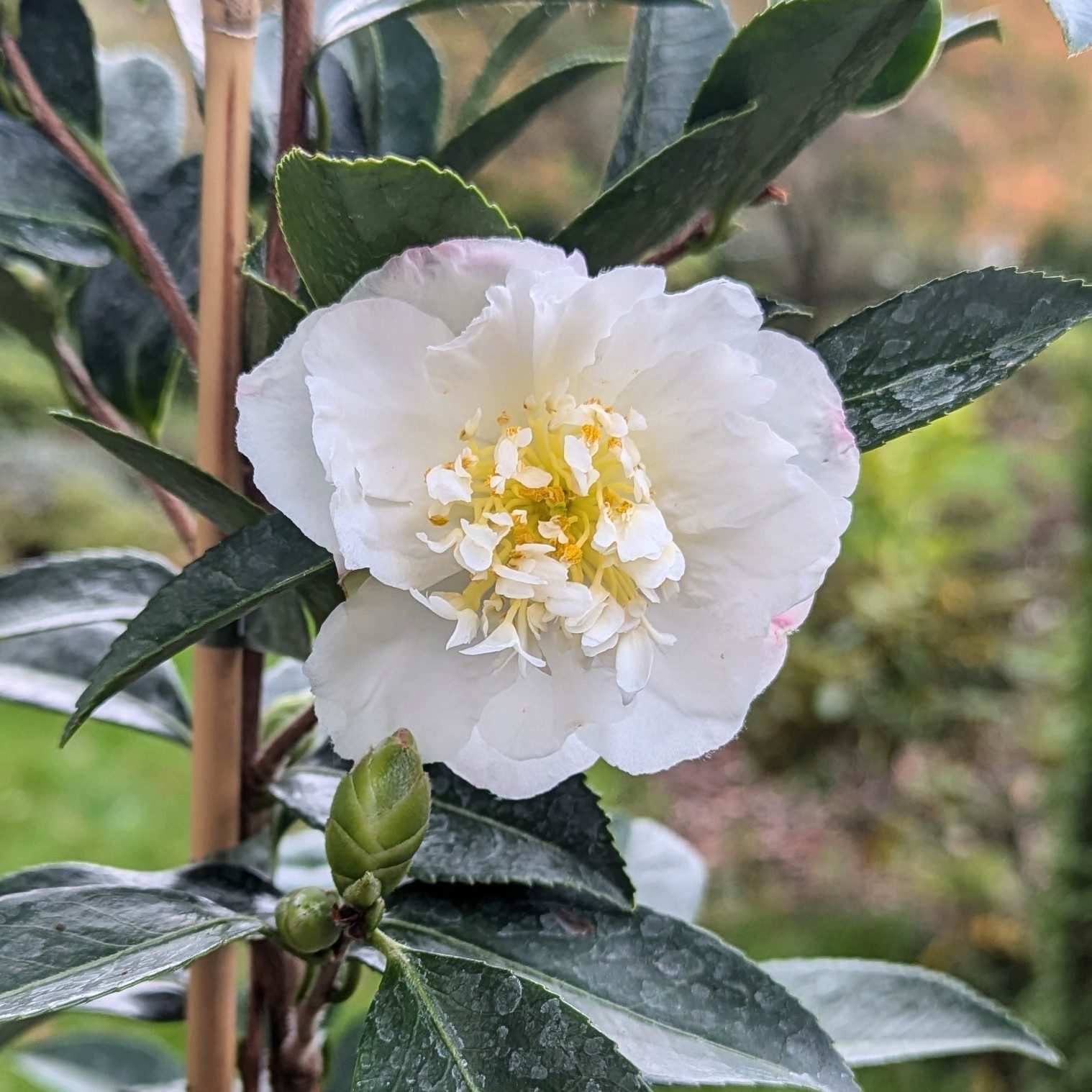 Camellia sasanqua 'Paradise Vanessa' - Camellias - Millais Nurseries