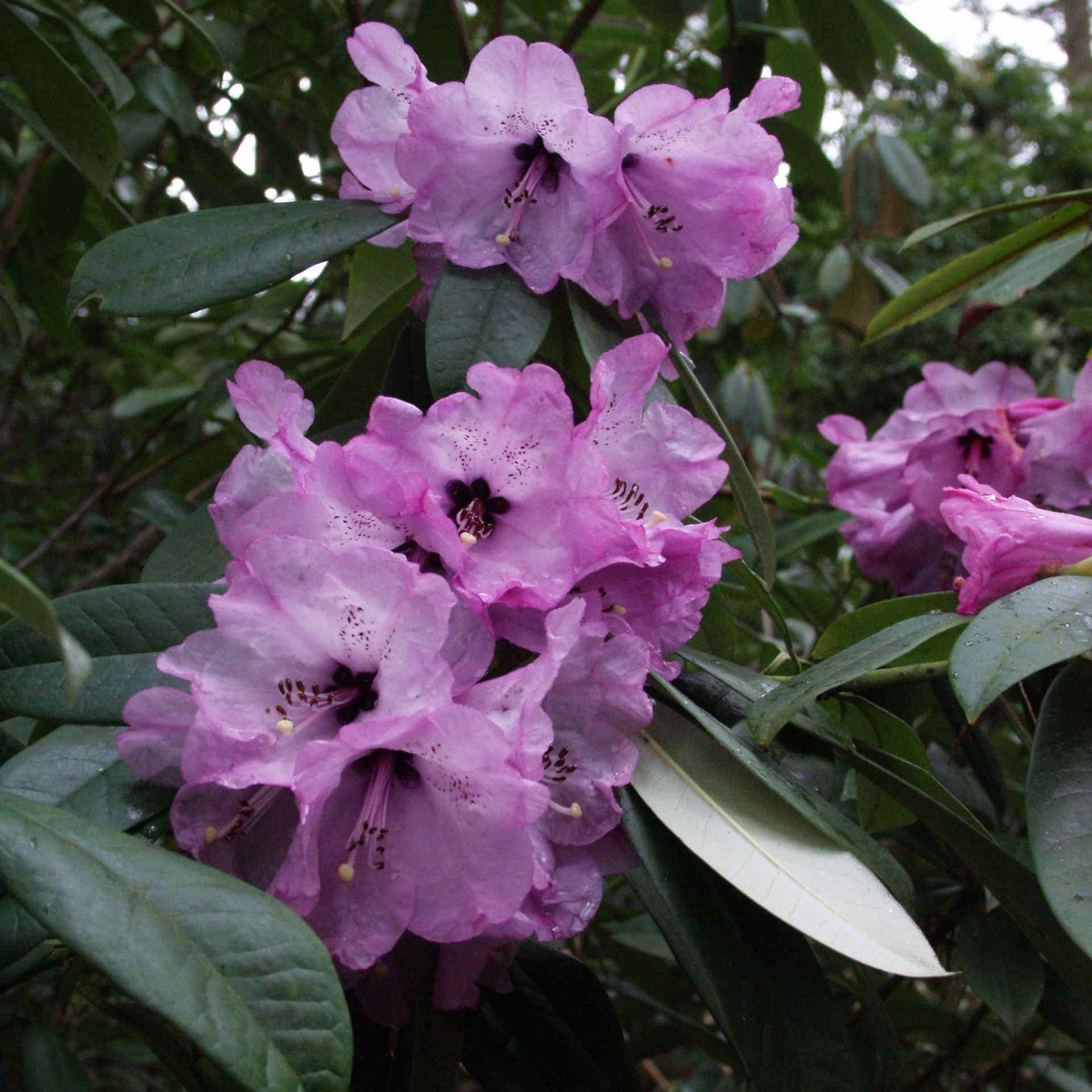 Mini Hortensia Laagblijvende Hortensiastruiken