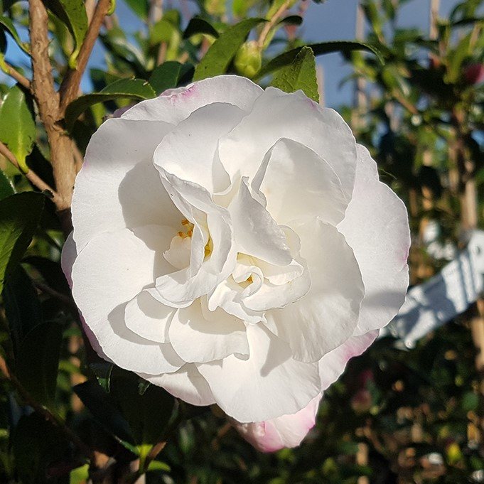 Camellia sasanqua Paradise Helen - Camellias - Millais Nurseries