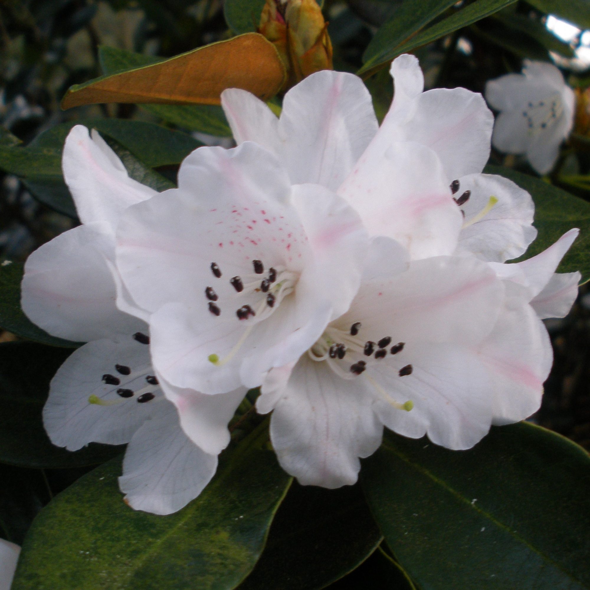 Rhododendron wasonii var. rhododactylum - Species Rhododendrons