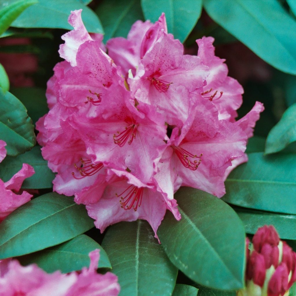 Rhododendron Walkure - Buy Walkure Rhododendrons Online - Millais Nurseries