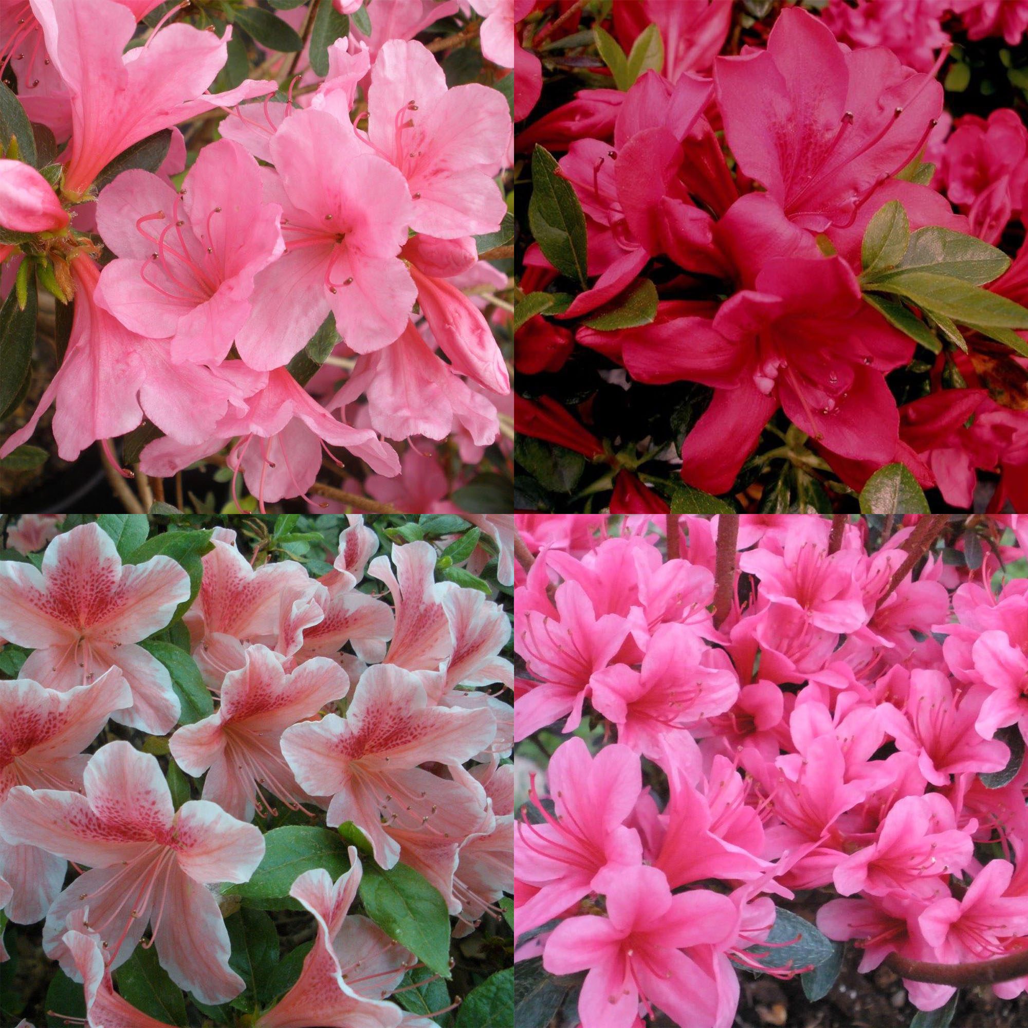 Cheap Azaleas