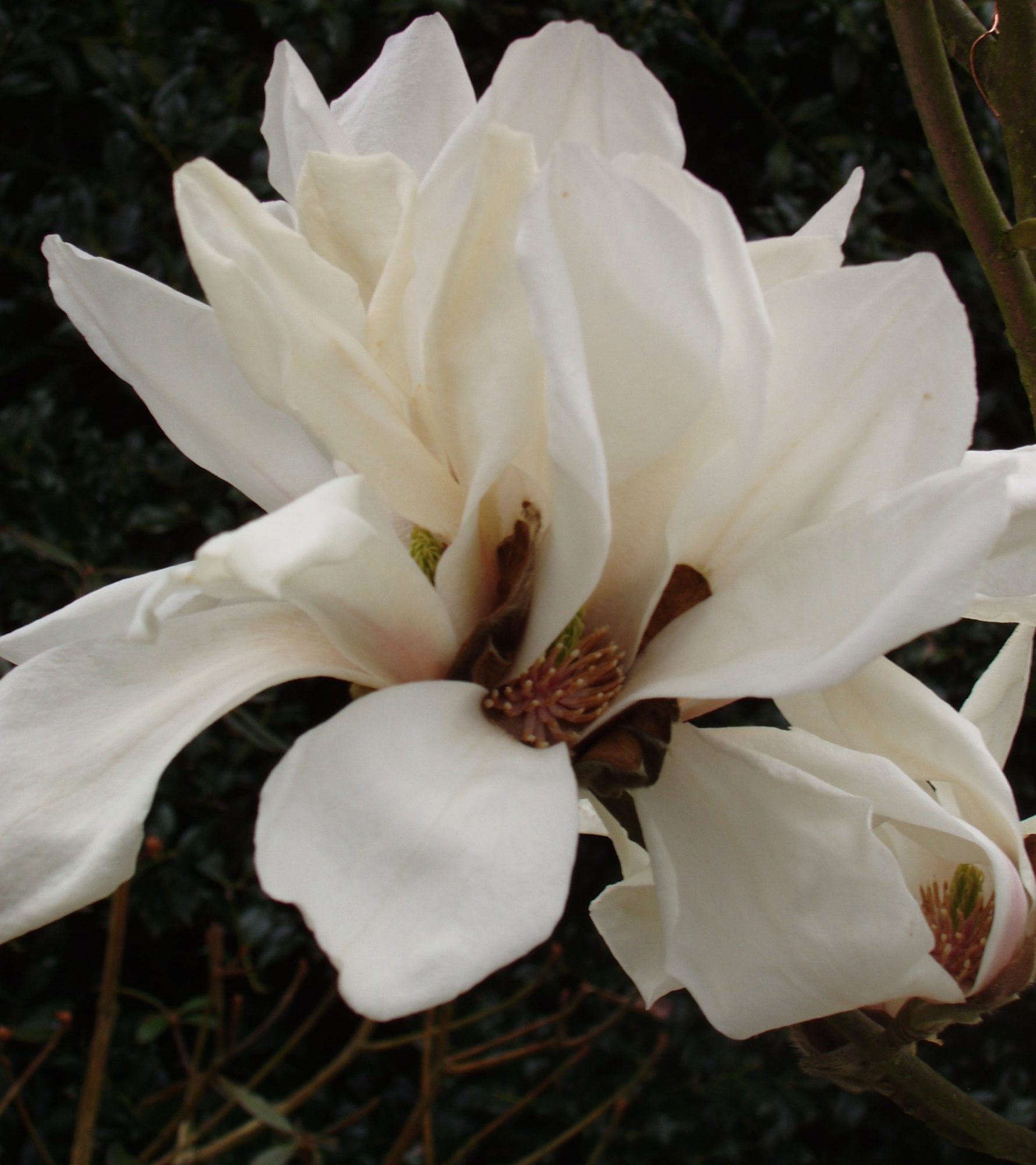 Magnolia Pegasus - Buy Pegasus Magnolias online - Millais Nurseries