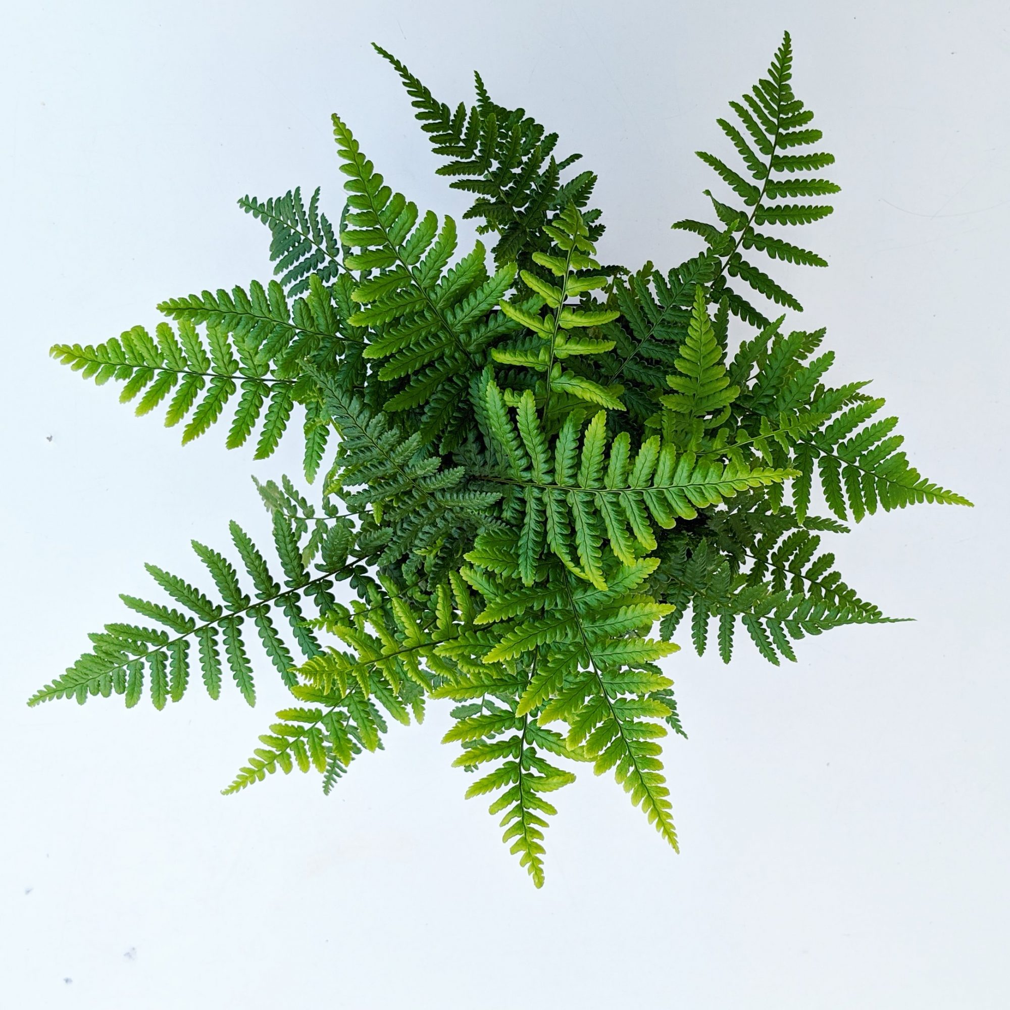 Dryopteris affinis AGM - Ferns - Millais Nurseries