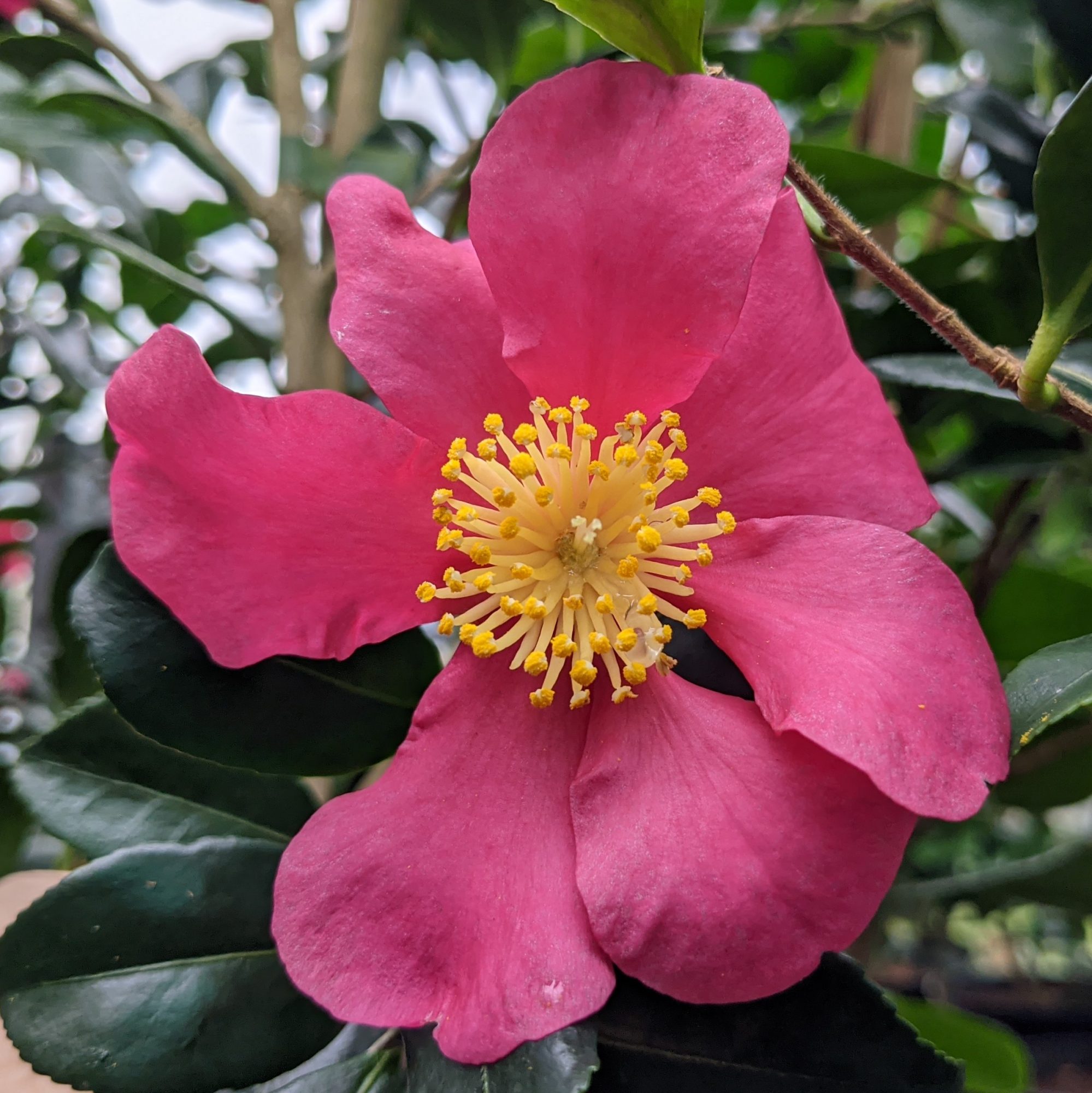 Camellia sasanqua 'Crimson King' AGM - Camellias - Millais Nurseries