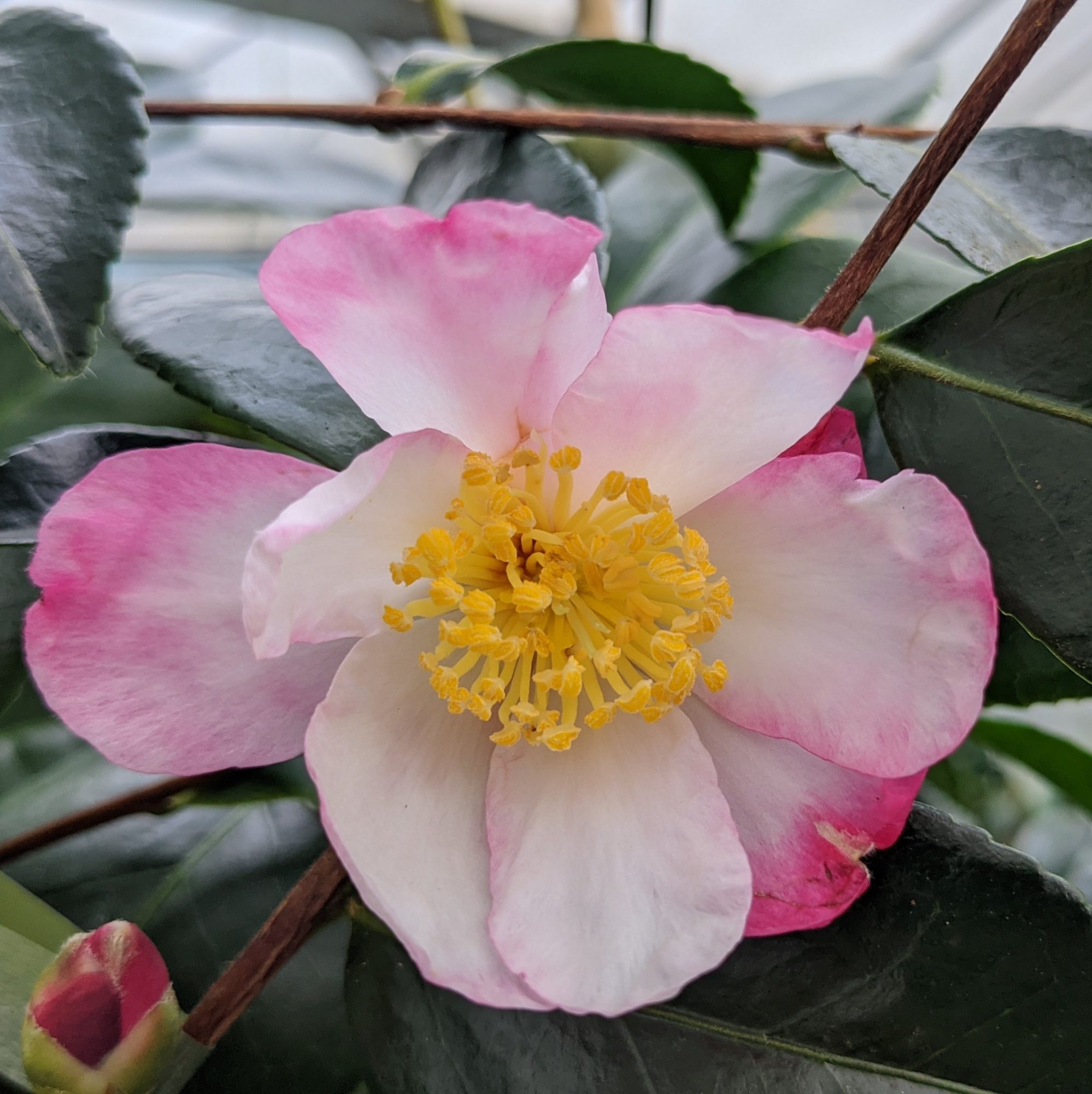 Camellia sasanqua 'Rainbow' - Camellias - Millais Nurseries