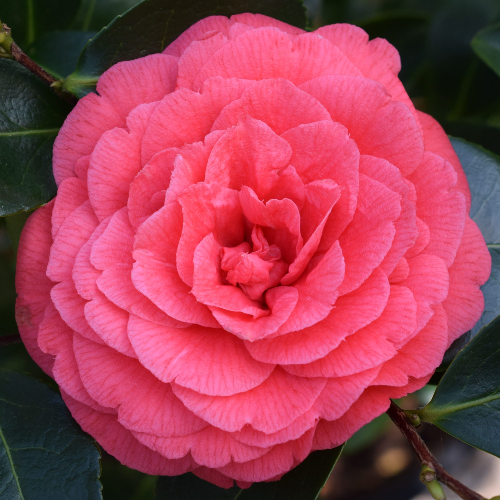 Camellia japonica 'Coquetti' AGM - Camellias - Millais Nurseries