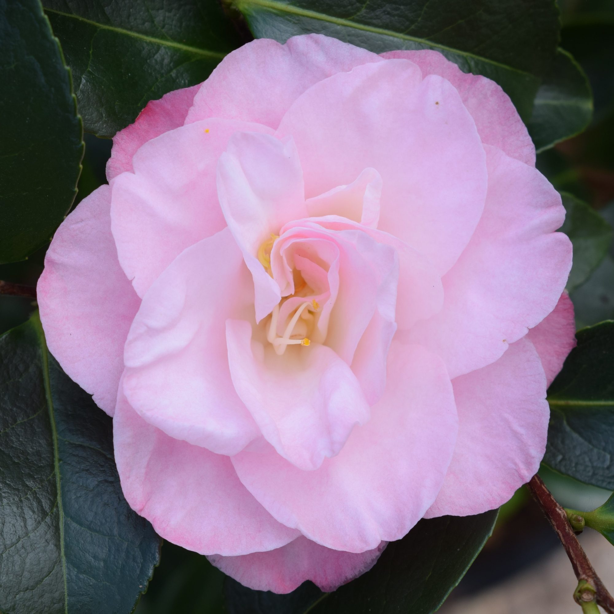 camellia timi 61