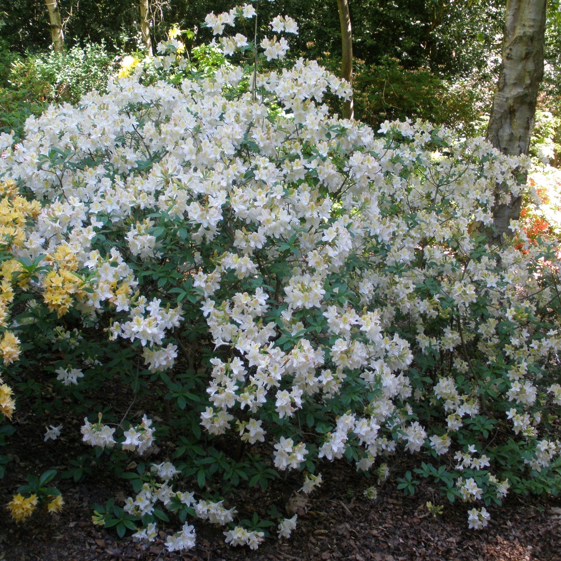 Daviesii Deciduous Azalea - Buy Rhododendron Daviesii AGM online ...