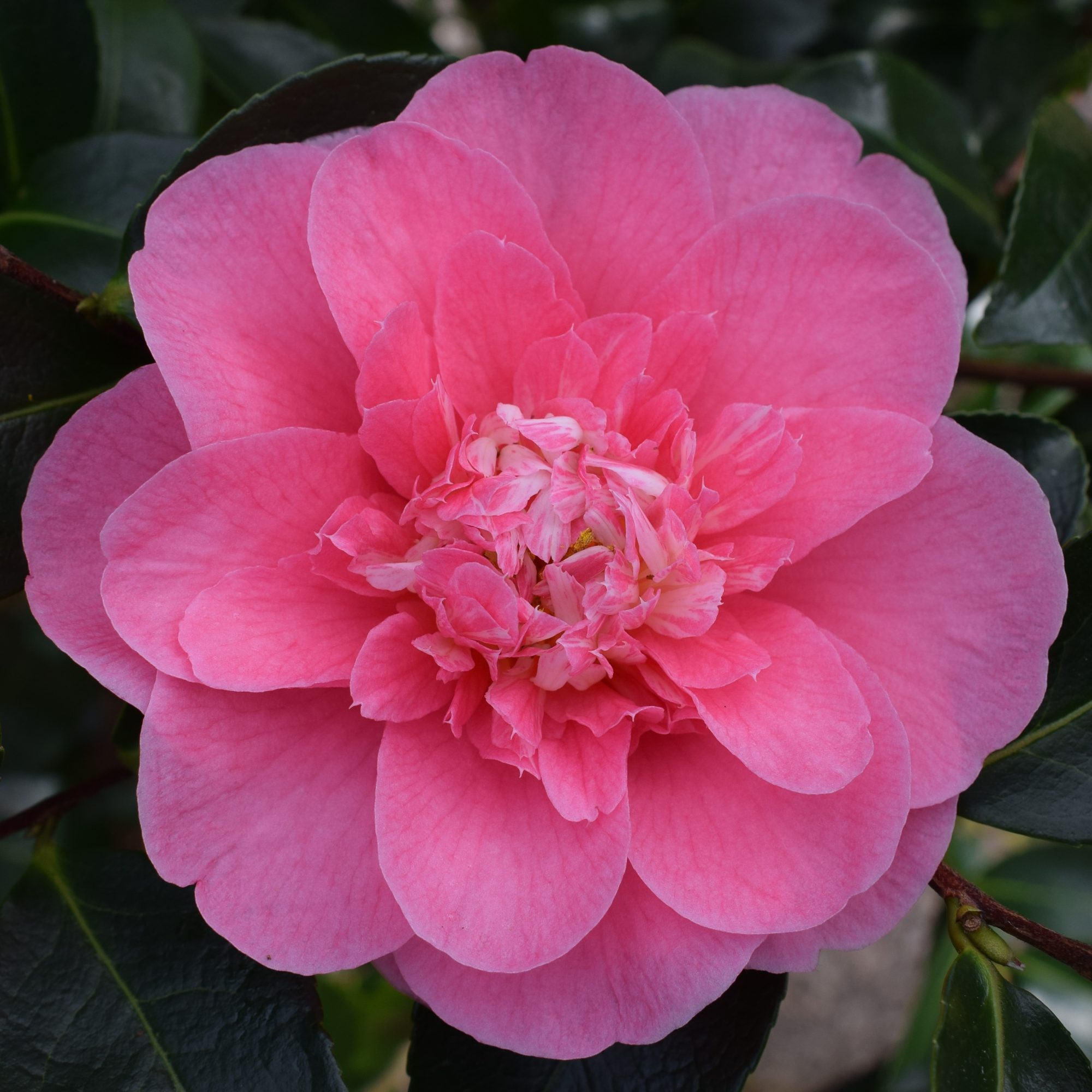 Camellia x williamsii 'Elegant Beauty' AGM - Camellias - Millais Nurseries