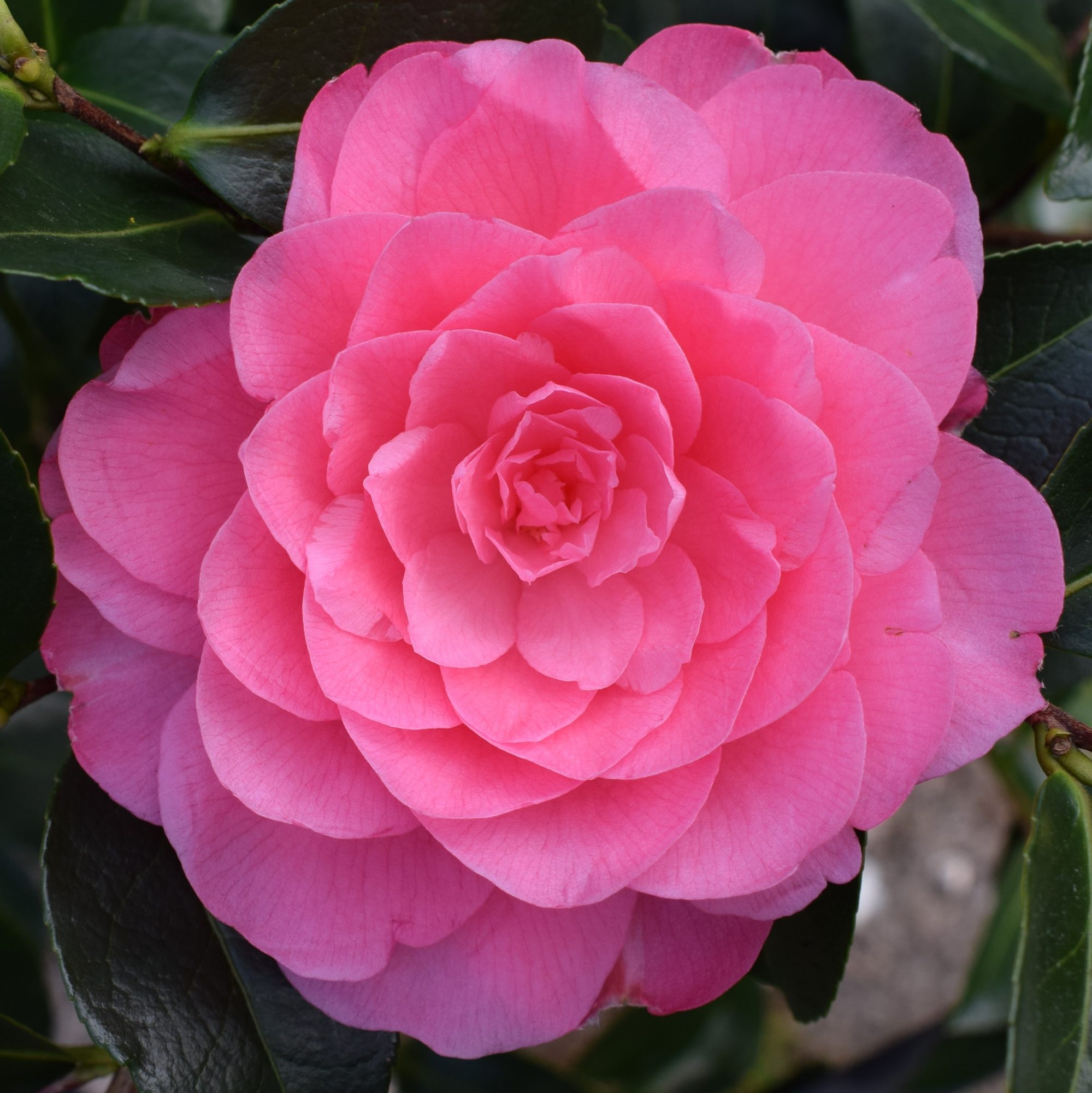 Camellia x williamsii 'Waterlily' AGM - Camellias - Millais Nurseries