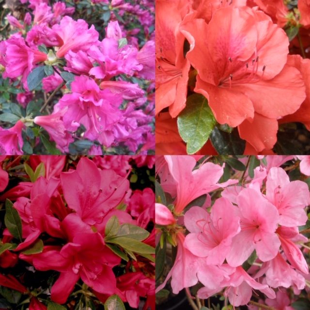 Amazing Evergreen Azalea Collection (4 x 2 litre) - Evergreen Azaleas ...