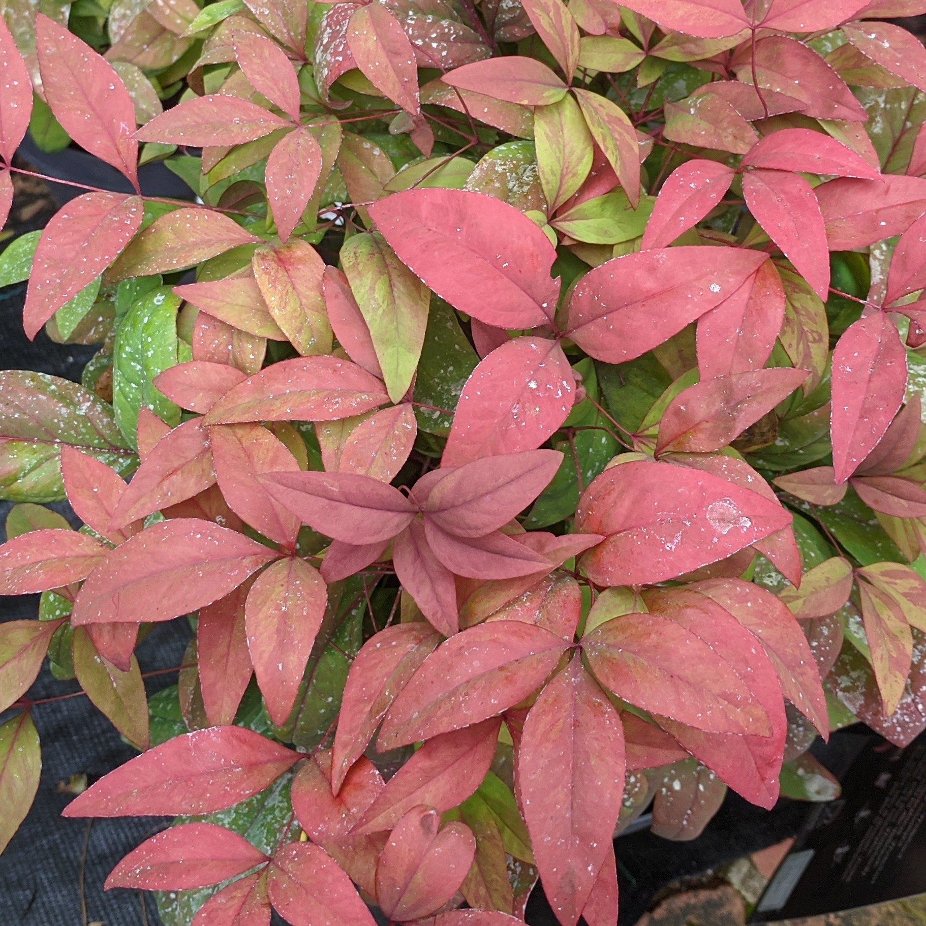 Nandina blush domestica