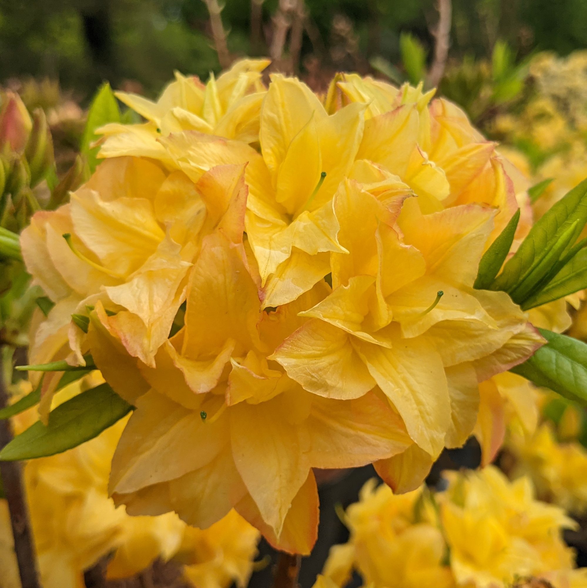 Azalea Yellow Pom Pom Deciduous Azaleas Millais Nurseries