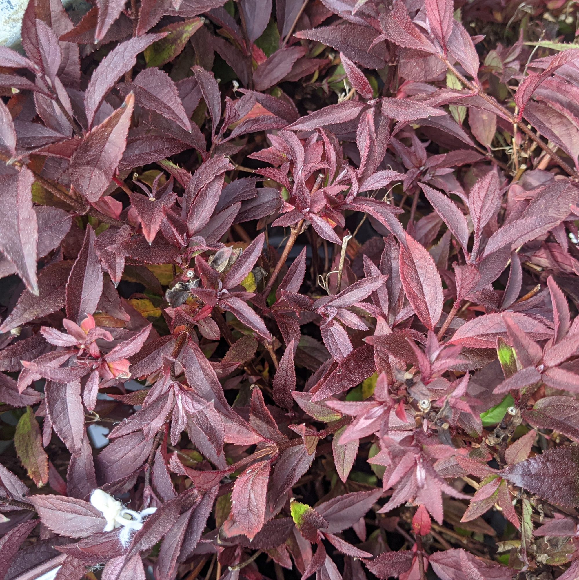 Deutzia x rosea Yuki Cherry Blossom - Choice Plants - Millais Nurseries